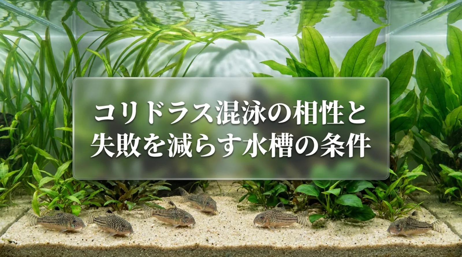 コリドラスの混泳相性｜おすすめの魚と避けたい魚・何匹から飼うかの目安