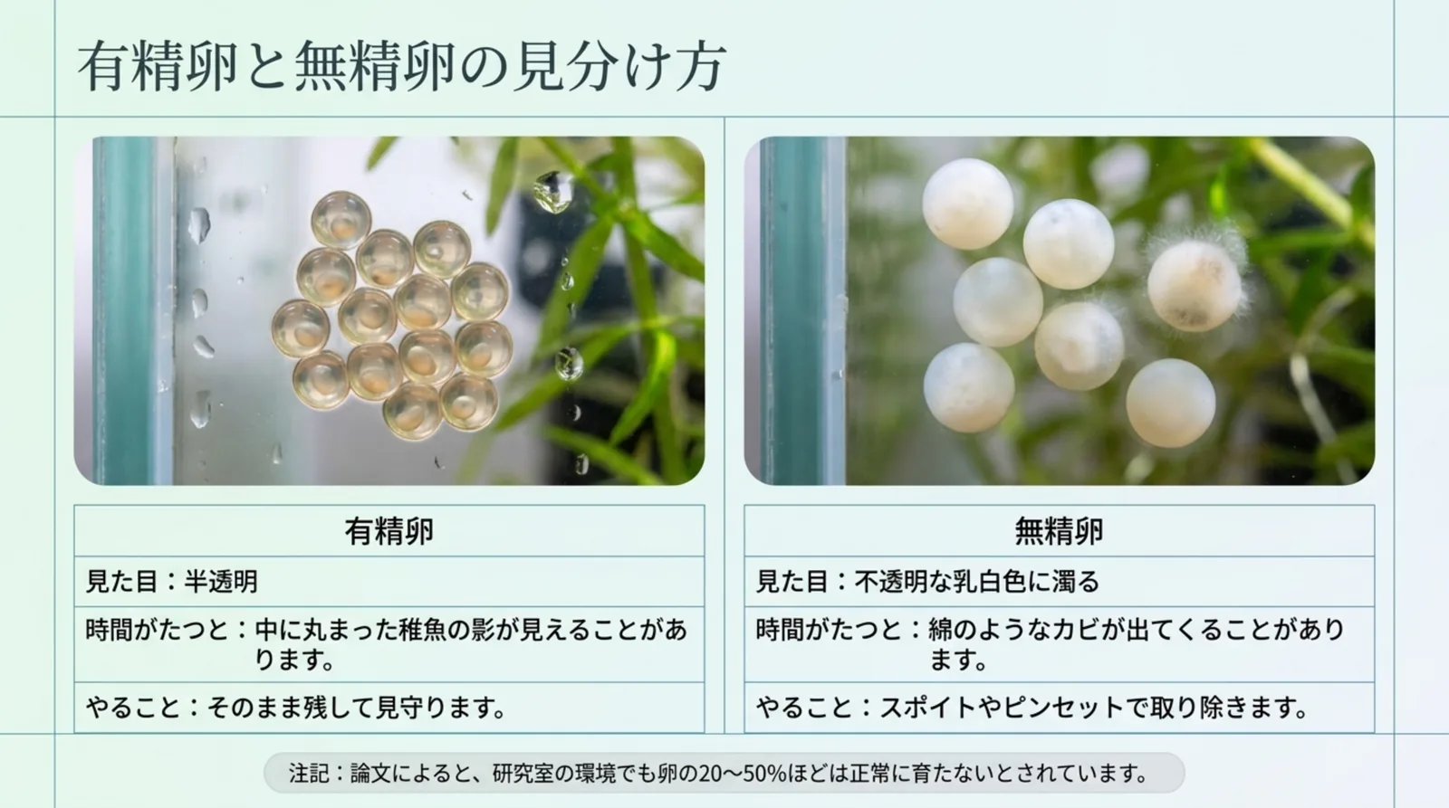 半透明の有精卵と乳白色に濁ってカビが出た無精卵の写真を並べ、見た目・時間がたったときの変化・やることを比べたスライド