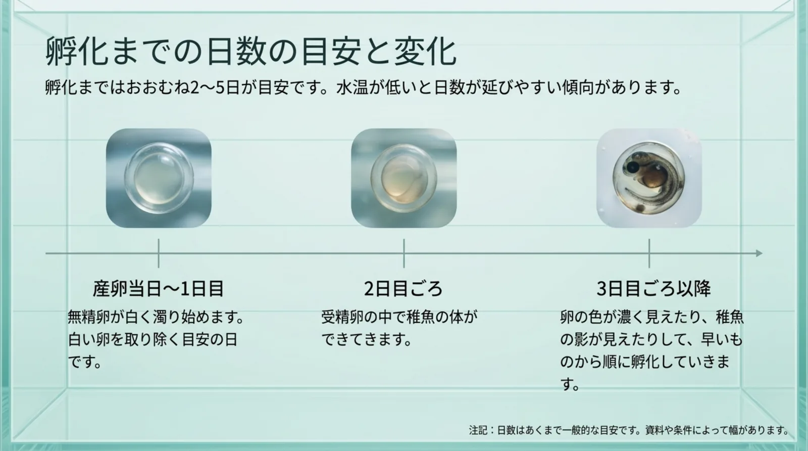 孵化まではおおむね2〜5日が目安とし、産卵当日〜1日目・2日目ごろ・3日目ごろ以降の卵の変化を時系列で示したスライド