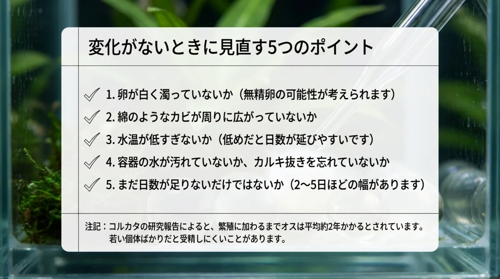 白い濁り・カビの広がり・水温・容器の水の汚れとカルキ抜き・日数の5点を確認項目として並べたスライド