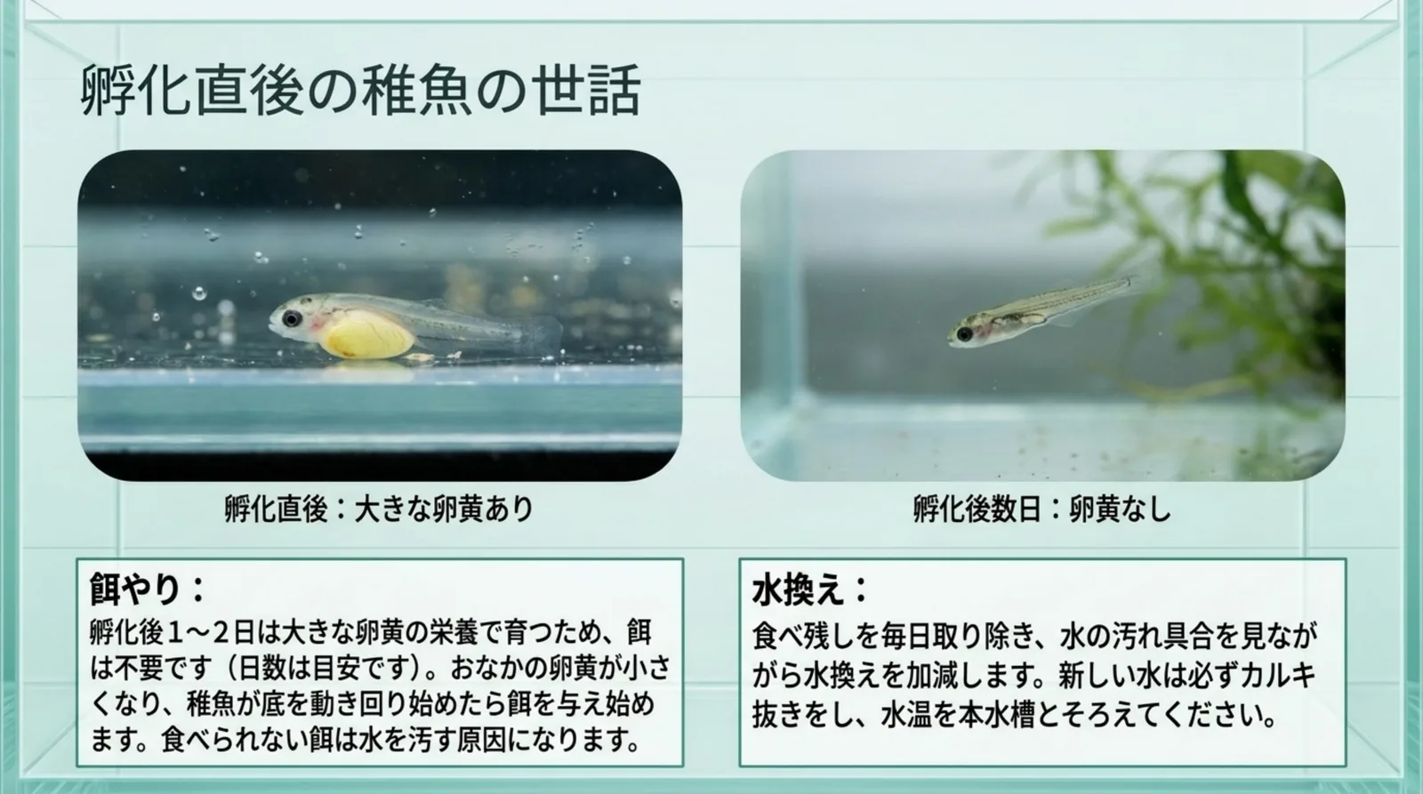 大きな卵黄をつけた孵化直後の稚魚と卵黄がなくなった稚魚の写真に、餌を始める合図と水換えの注意を添えたスライド