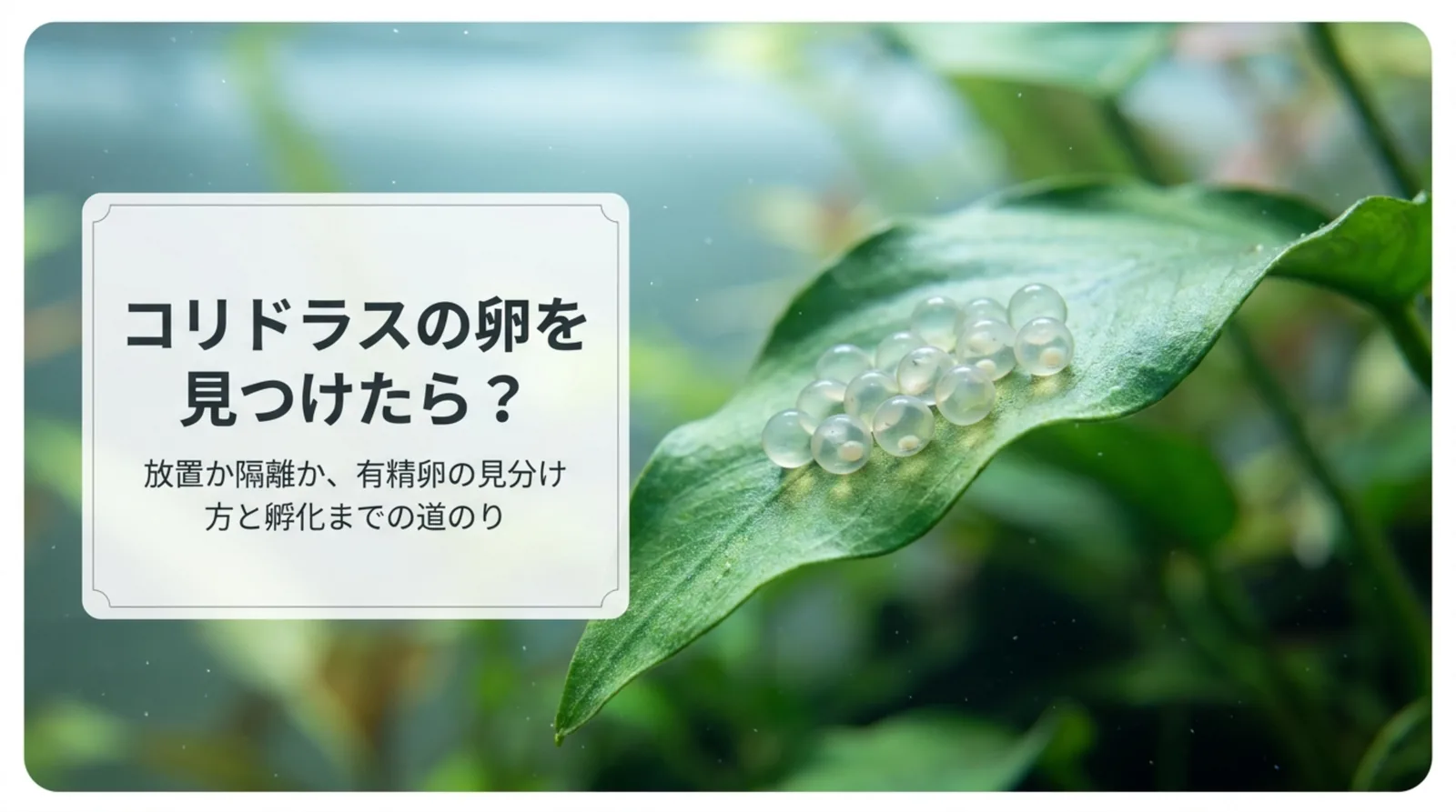 コリドラスの卵の孵化日数と有精卵・無精卵の見分け方｜放置か隔離か
