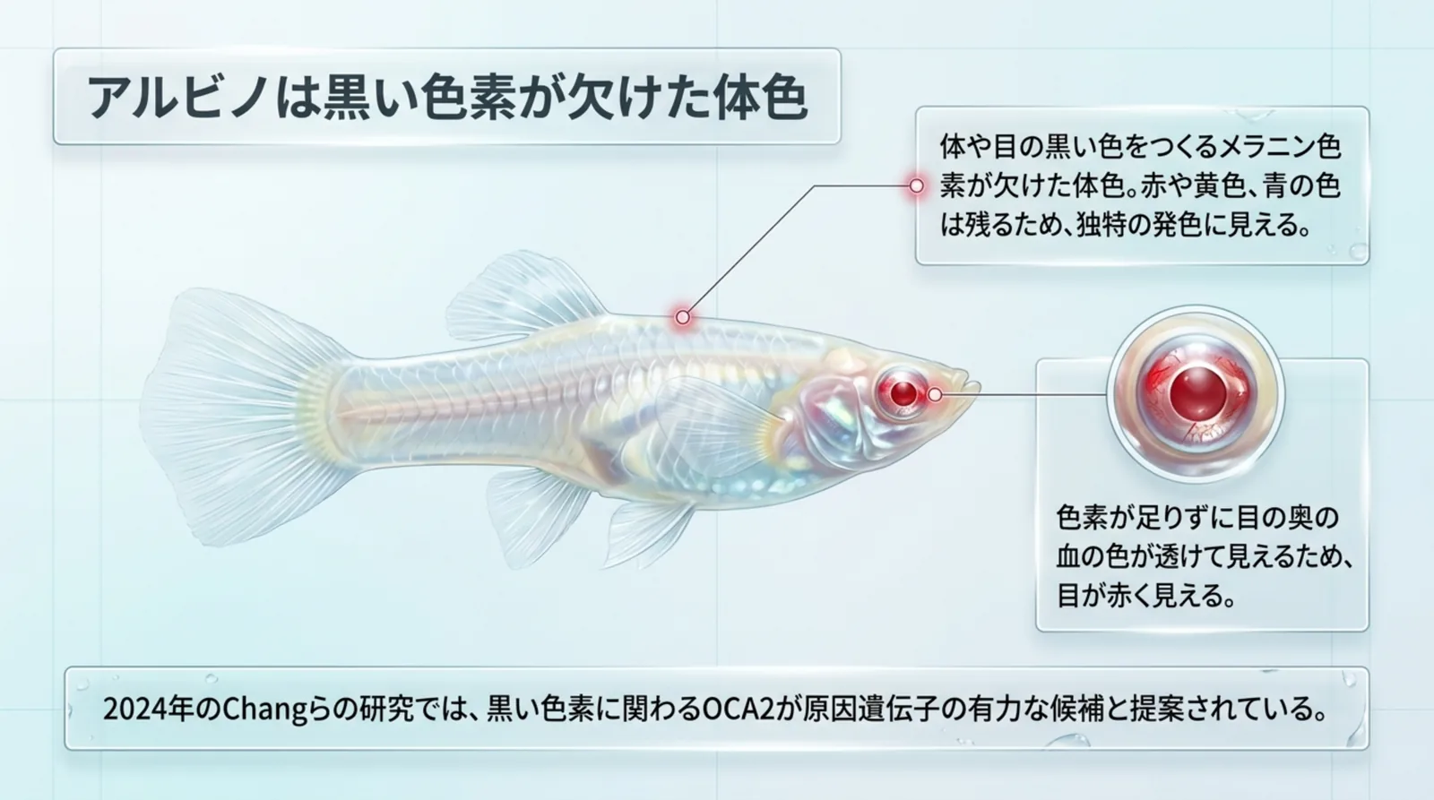 黒い色素のメラニンが欠けたアルビノのグッピーの体と、目の奥の血の色が透けて赤く見えるしくみを図で示したスライド
