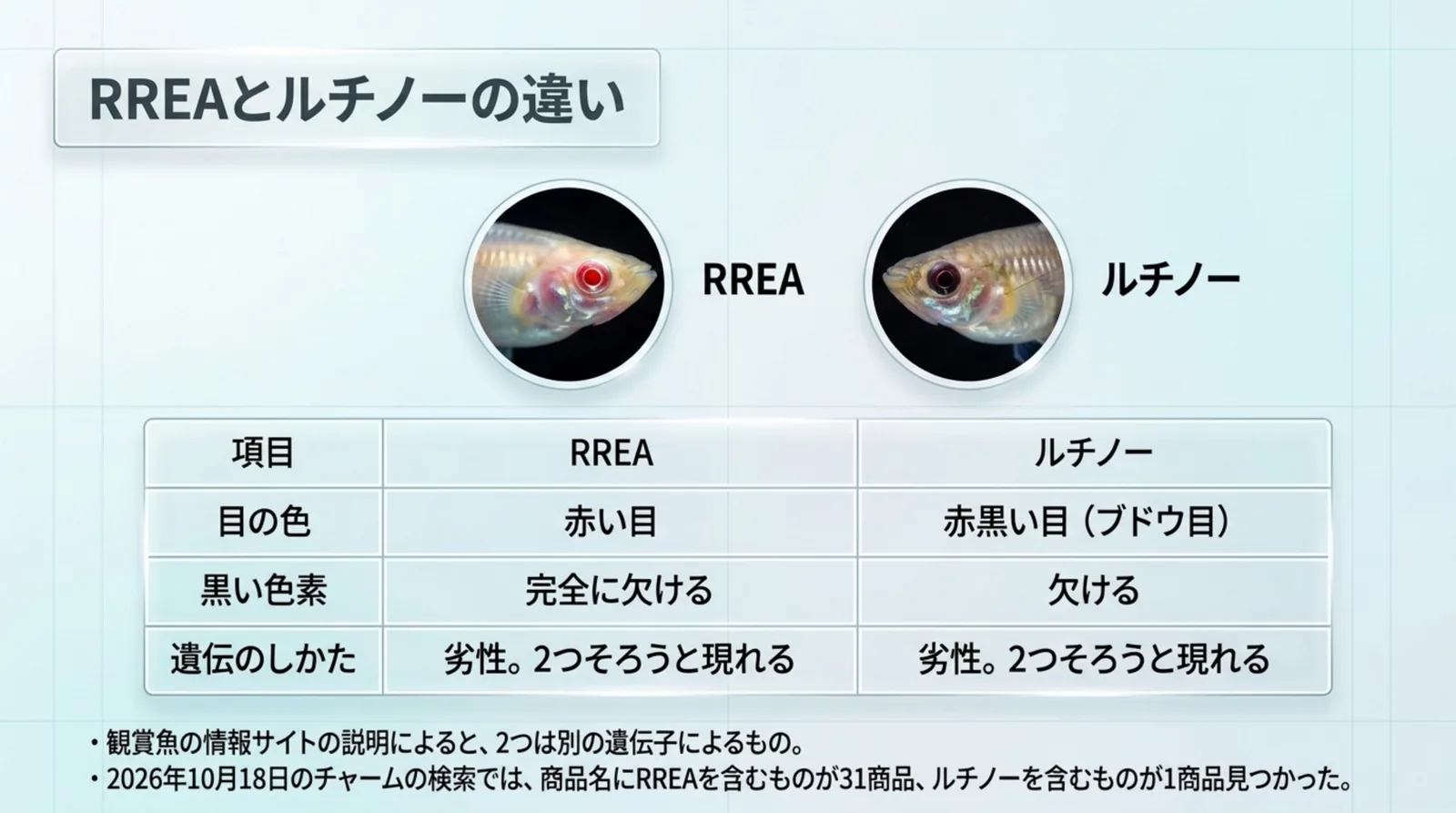 RREAとルチノーの目の色・黒い色素の欠け方・遺伝のしかたを比べた表のスライド