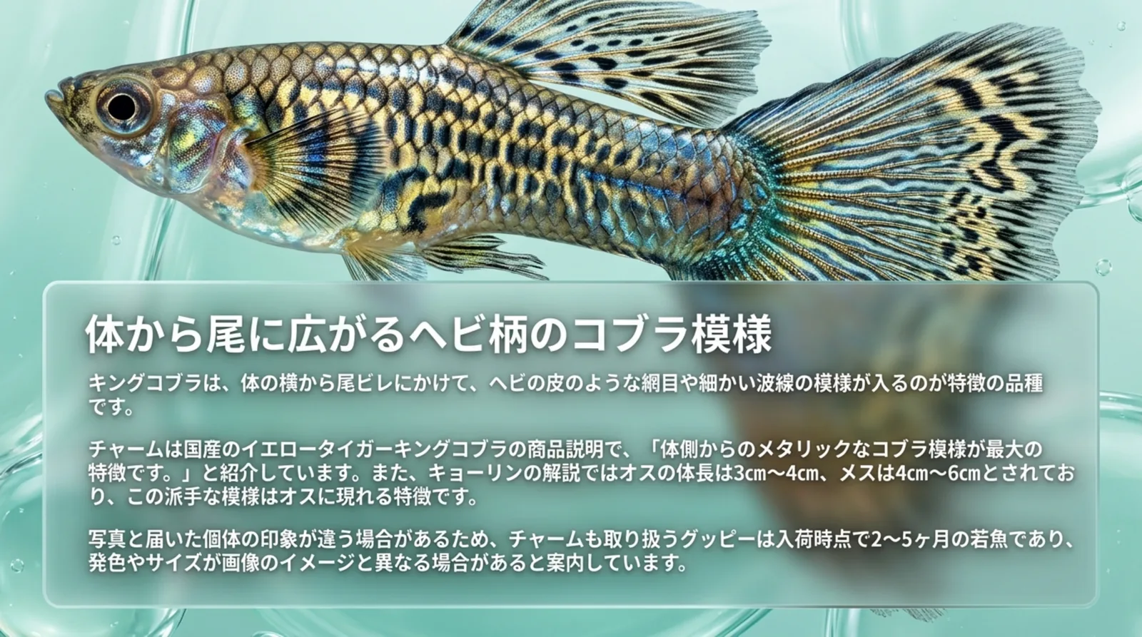 体の横から尾ビレまで網目模様が続くキングコブラグッピーのオスと、模様の特徴と体長の目安をまとめたスライド