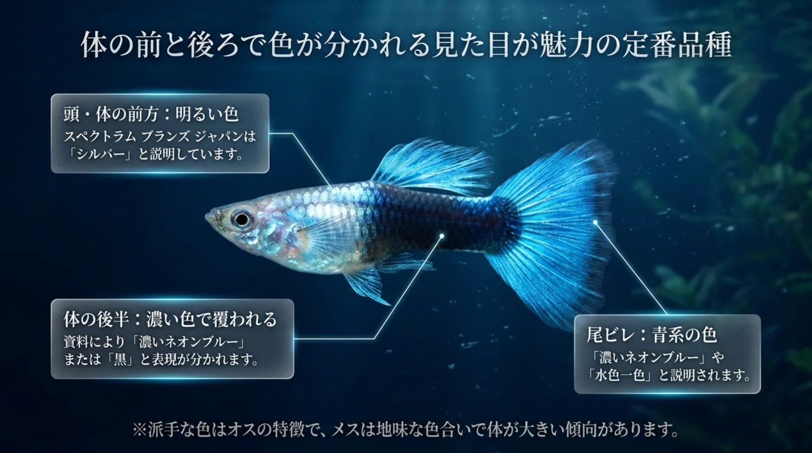 ネオンタキシードの頭と体の前方、体の後半、尾ビレの色が資料でどう説明されているかを部位ごとに示したスライド