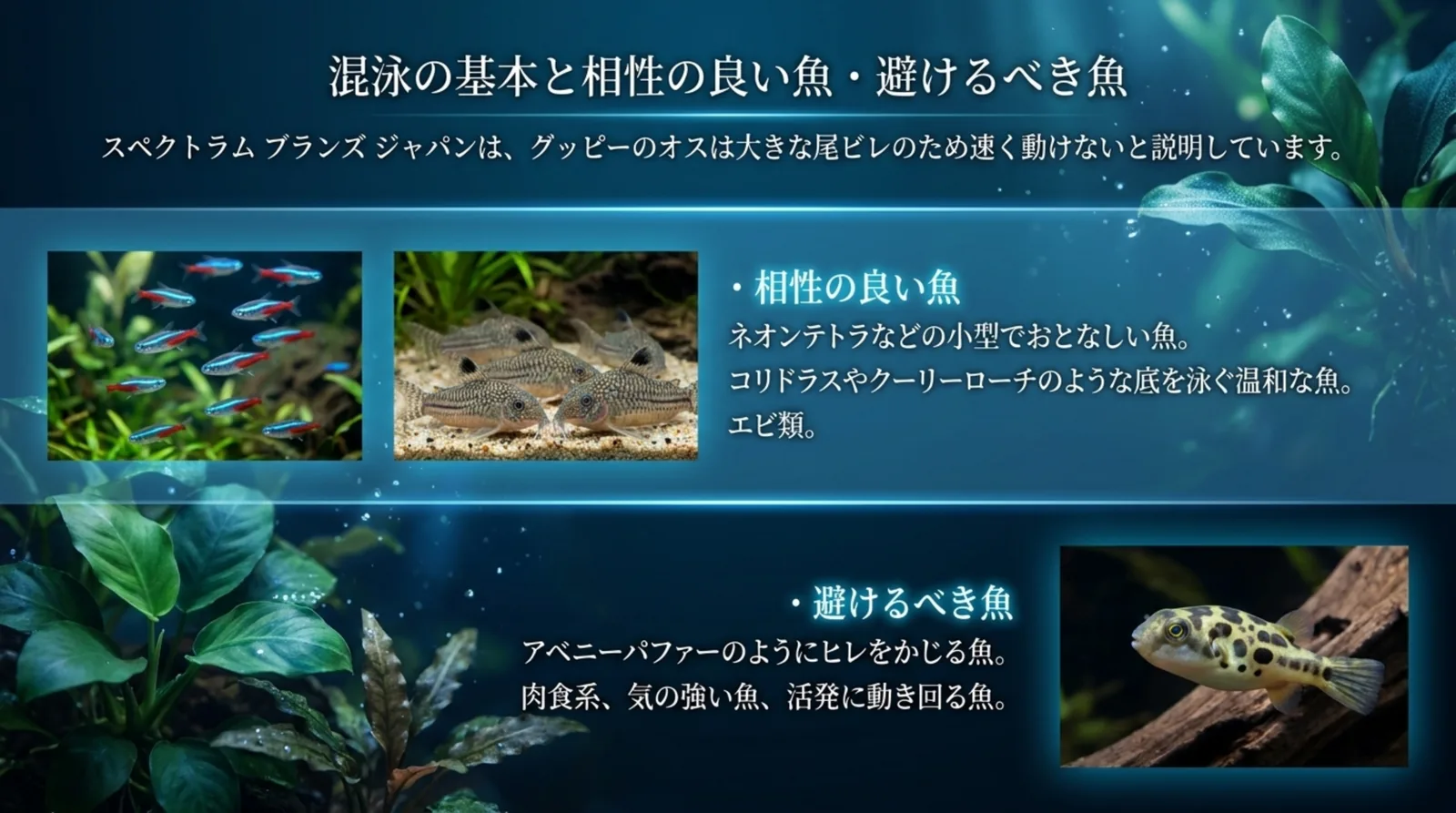 ネオンテトラやコリドラスなど混泳に向く魚と、アベニーパファーなどヒレをかじる避けたい魚をまとめたスライド