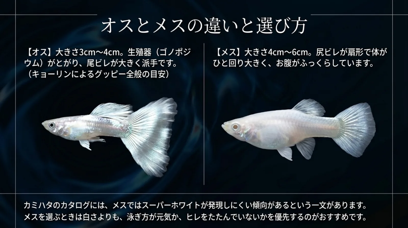 白いグッピーのオスとメスを並べ、体長の目安と尻ビレや体つきの違い、メスは白さより健康状態で選ぶことをまとめたスライド