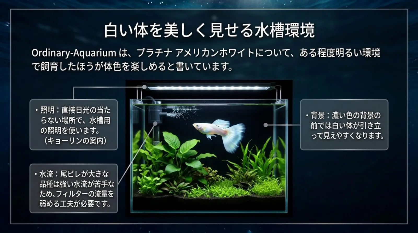 照明と濃い色の背景、弱めの水流で白いグッピーを飼う水槽の要点を図で示したスライド