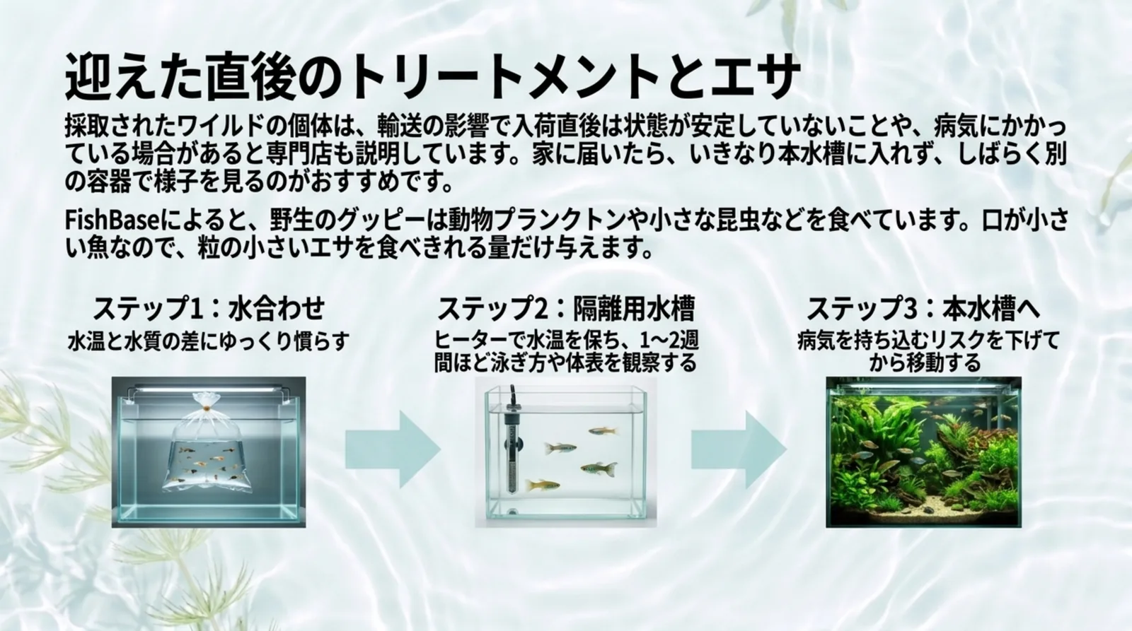 水合わせ、ヒーターを入れた隔離用水槽で1〜2週間ほど観察、本水槽へ移すという3つのステップを示したスライド