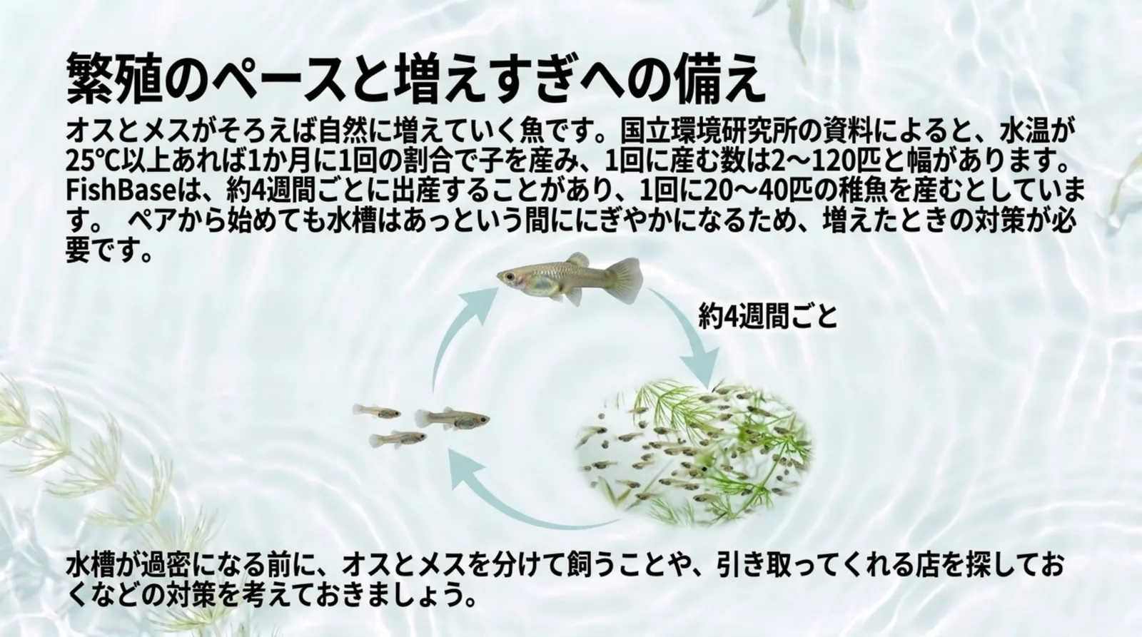 親のグッピーが約4週間ごとに稚魚を産み、稚魚が育って親になる循環と、1回に産む数の目安をまとめたスライド