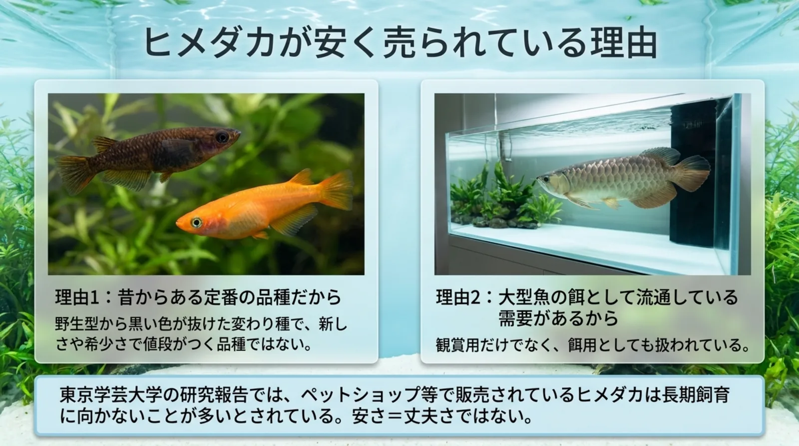 昔からある定番品種であることと大型魚の餌としての流通という、ヒメダカが安く売られている2つの理由をまとめたスライド