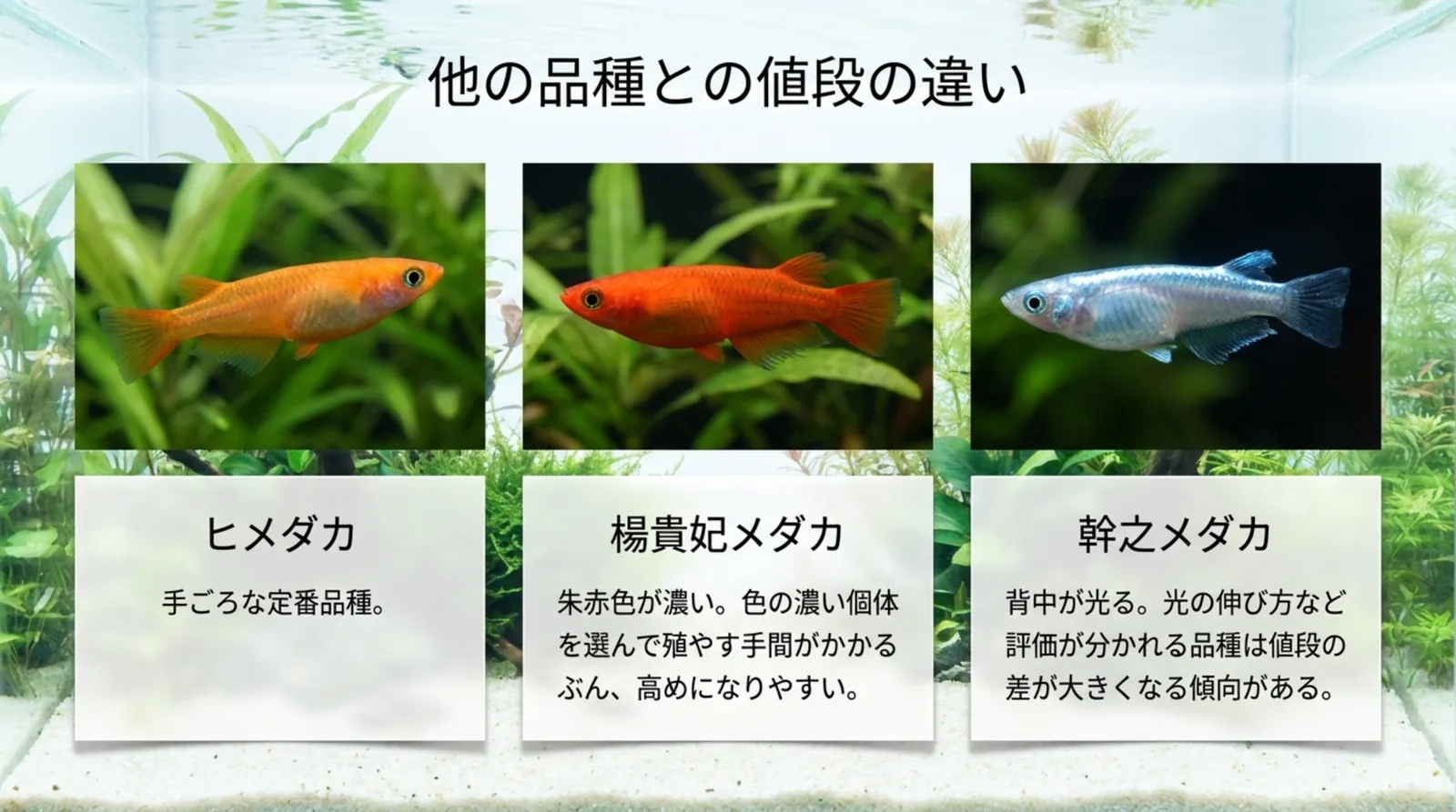 ヒメダカ、楊貴妃メダカ、幹之メダカの写真を並べ、それぞれの値段の傾向を説明したスライド