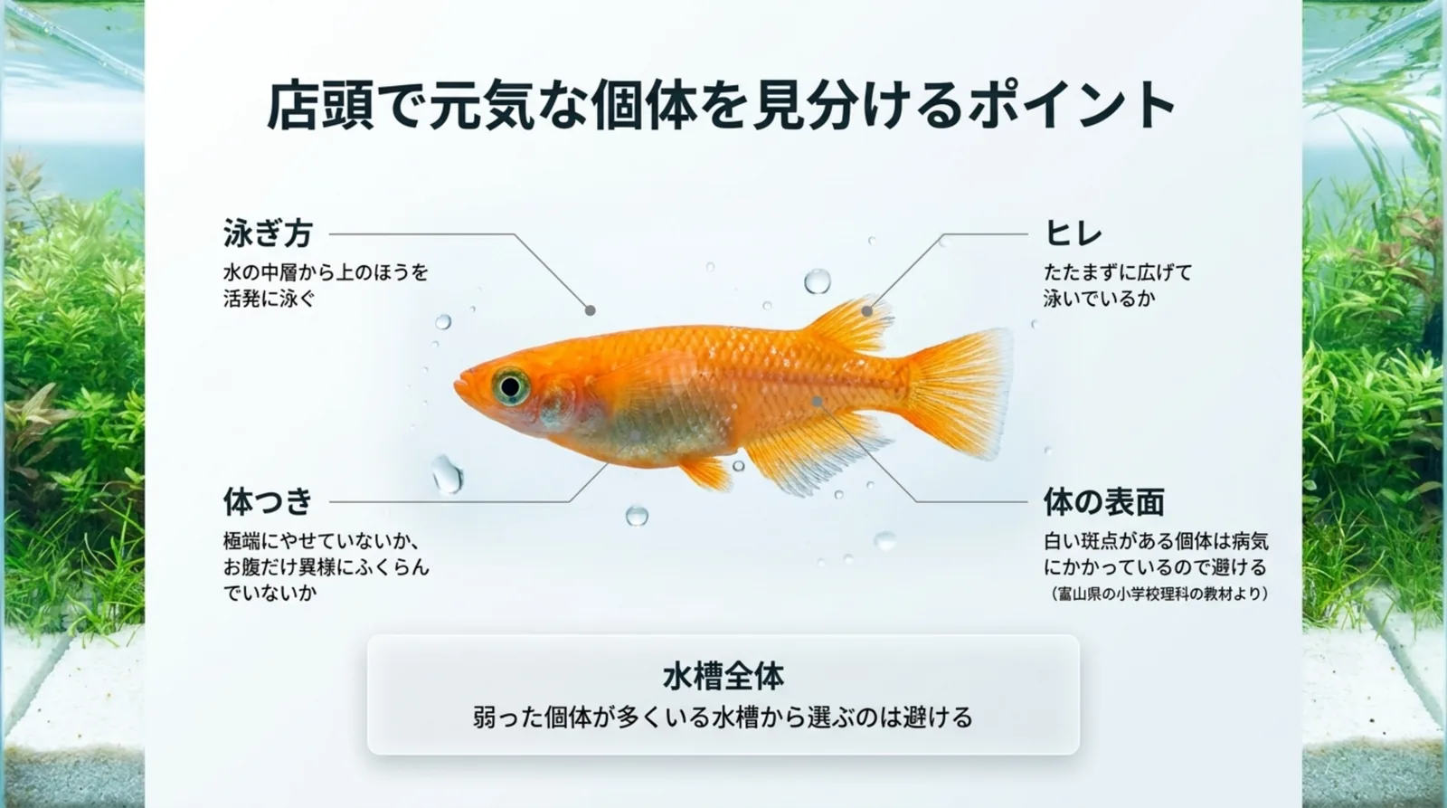 泳ぎ方、ヒレ、体つき、体の表面、水槽全体の5点から元気なヒメダカを見分けるポイントを示したスライド