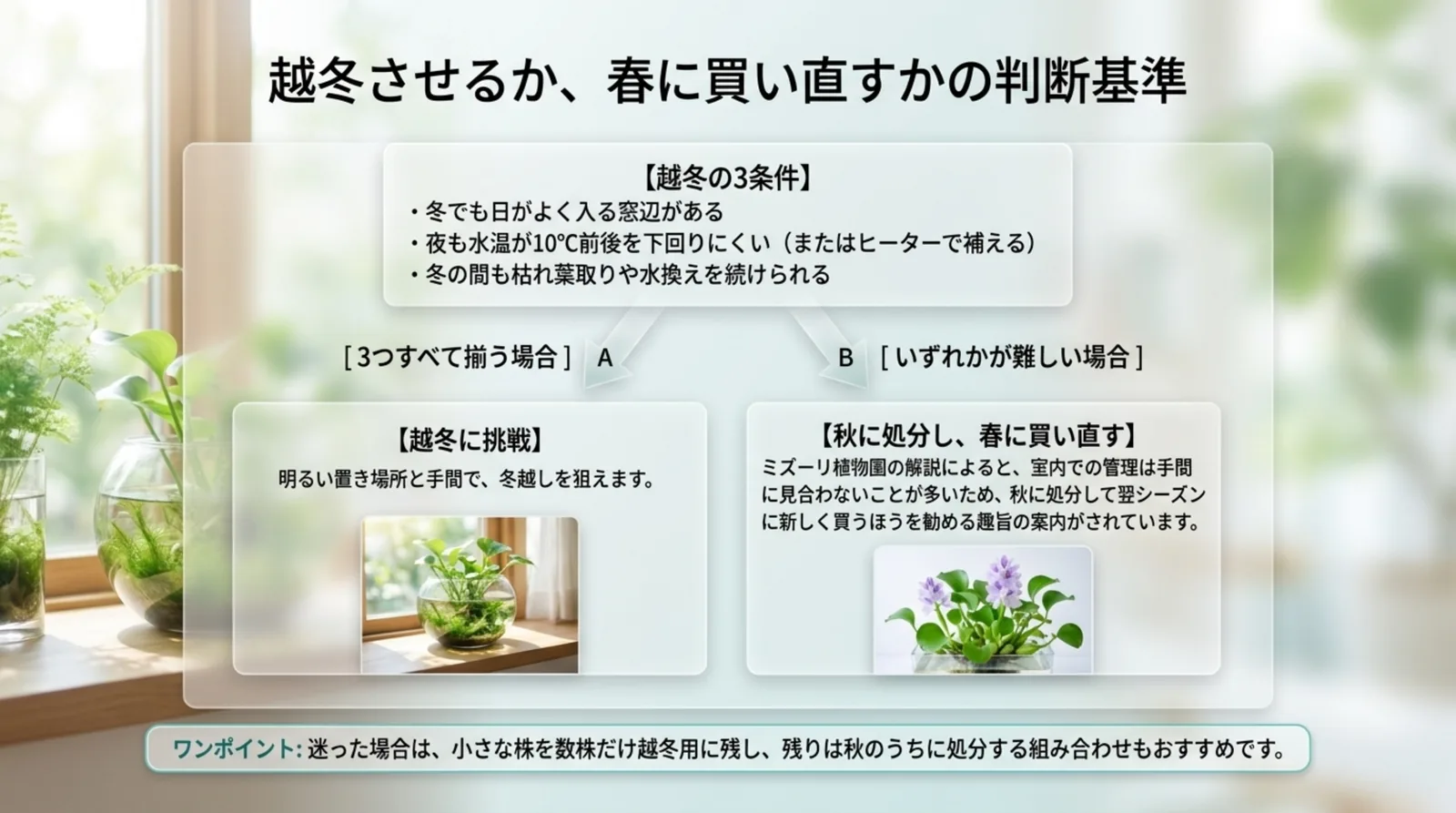 窓辺・夜の水温・冬の手入れの3条件がそろえば越冬に挑戦し、どれかが難しければ秋に処分して春に買い直す流れを示したスライド