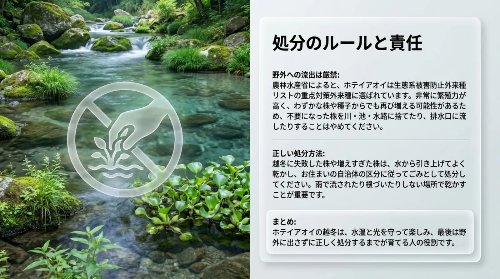 不要になったホテイアオイを川や水路に捨てず、よく乾かして自治体の区分に従って処分するよう説明したスライド