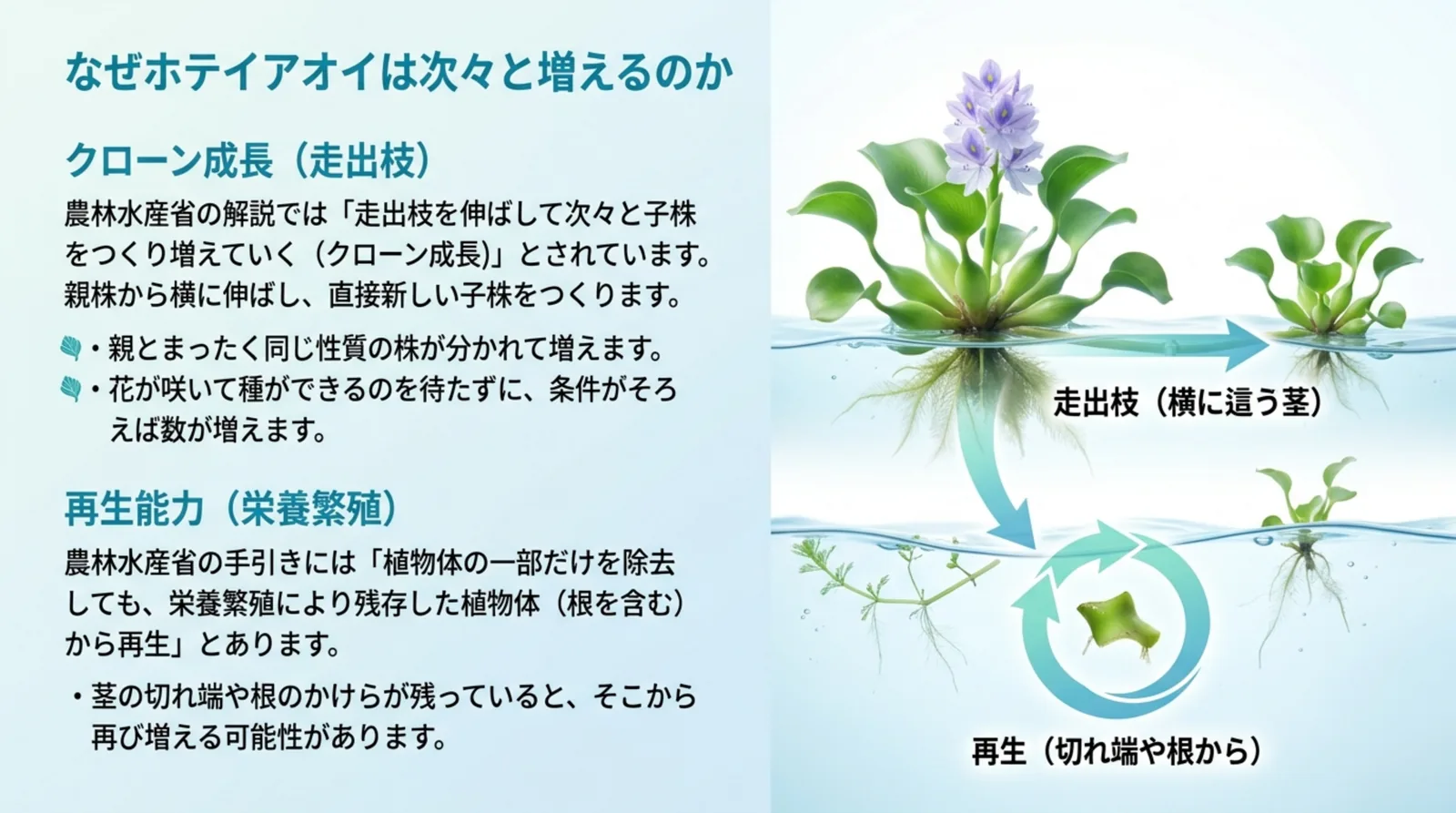 親株から走出枝が伸びて子株ができるクローン成長と、切れ端や根から再生する栄養繁殖を図で示したスライド