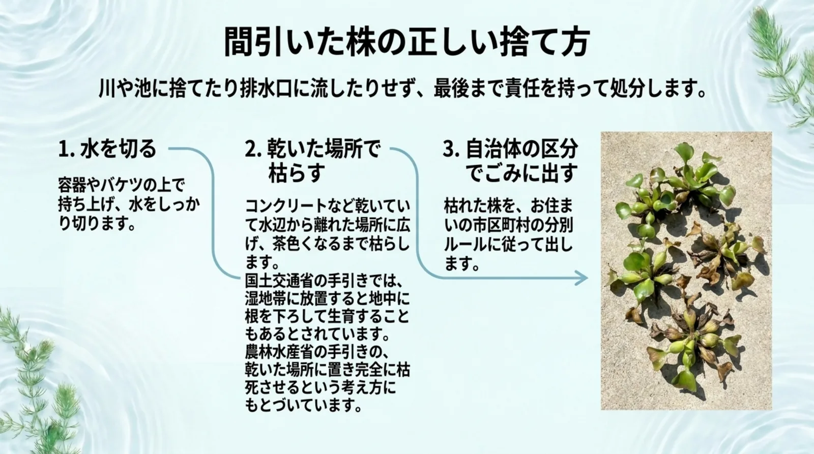 水を切る、乾いた場所で枯らす、自治体の区分でごみに出すという3つの手順と、コンクリートの上で枯らしたホテイアオイの写真のスライド