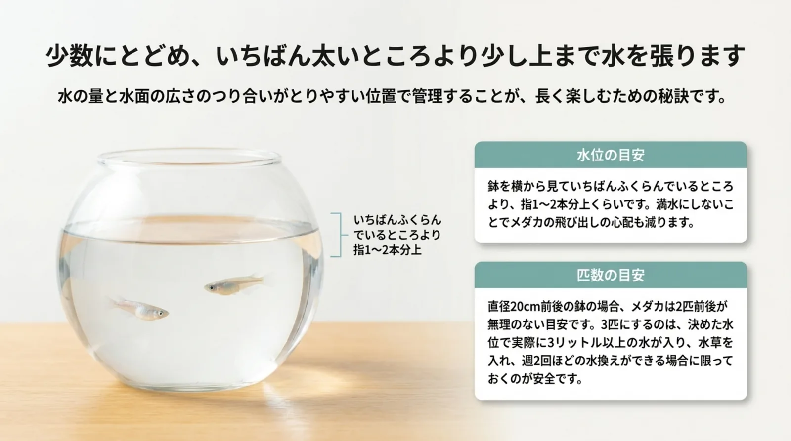 丸い金魚鉢の胴のいちばん太いところより少し上まで水を張った様子と、水位と匹数の目安をまとめたスライド