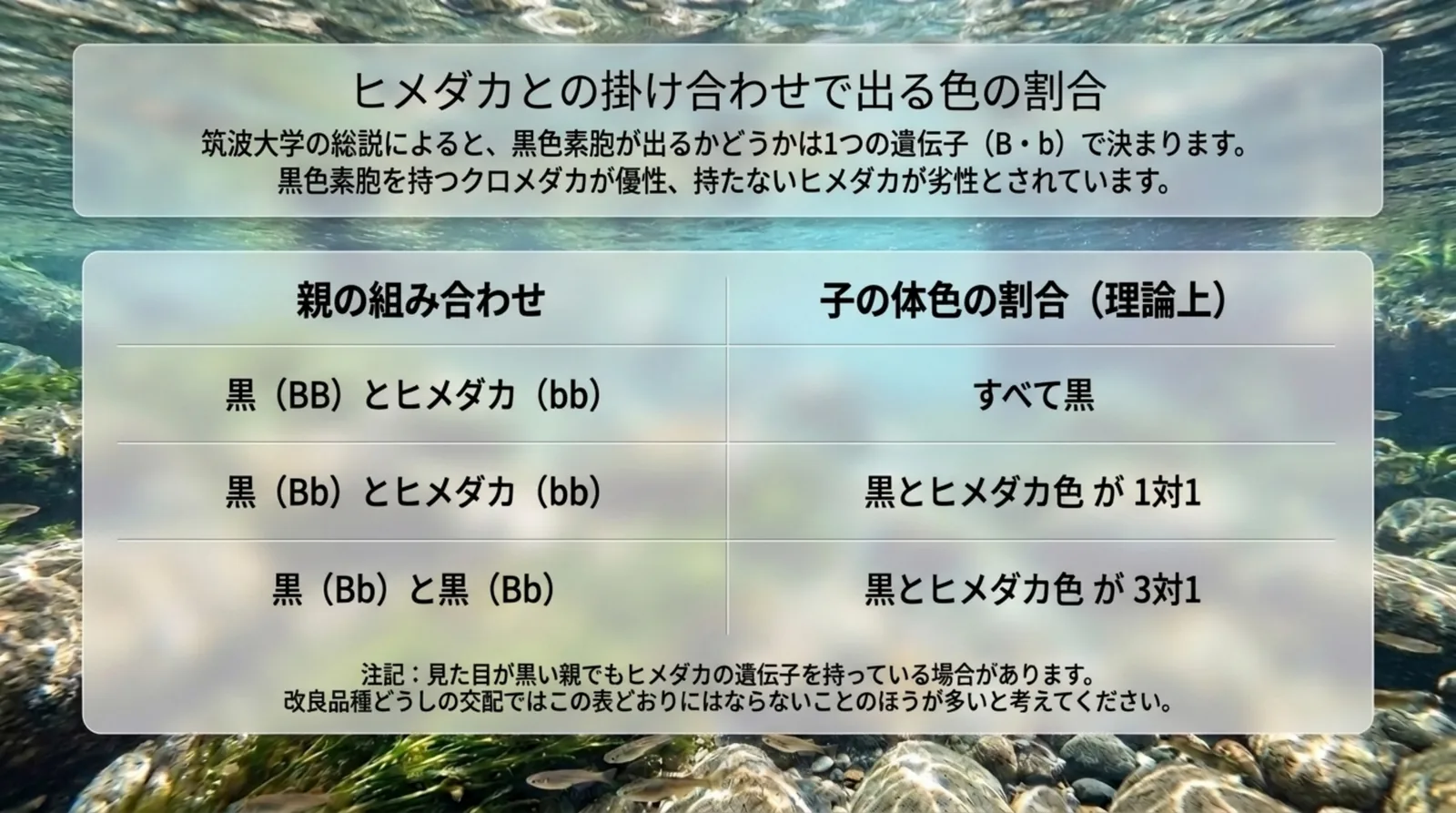 黒メダカとヒメダカの親の組み合わせごとに、子の体色の理論上の割合をまとめた表のスライド