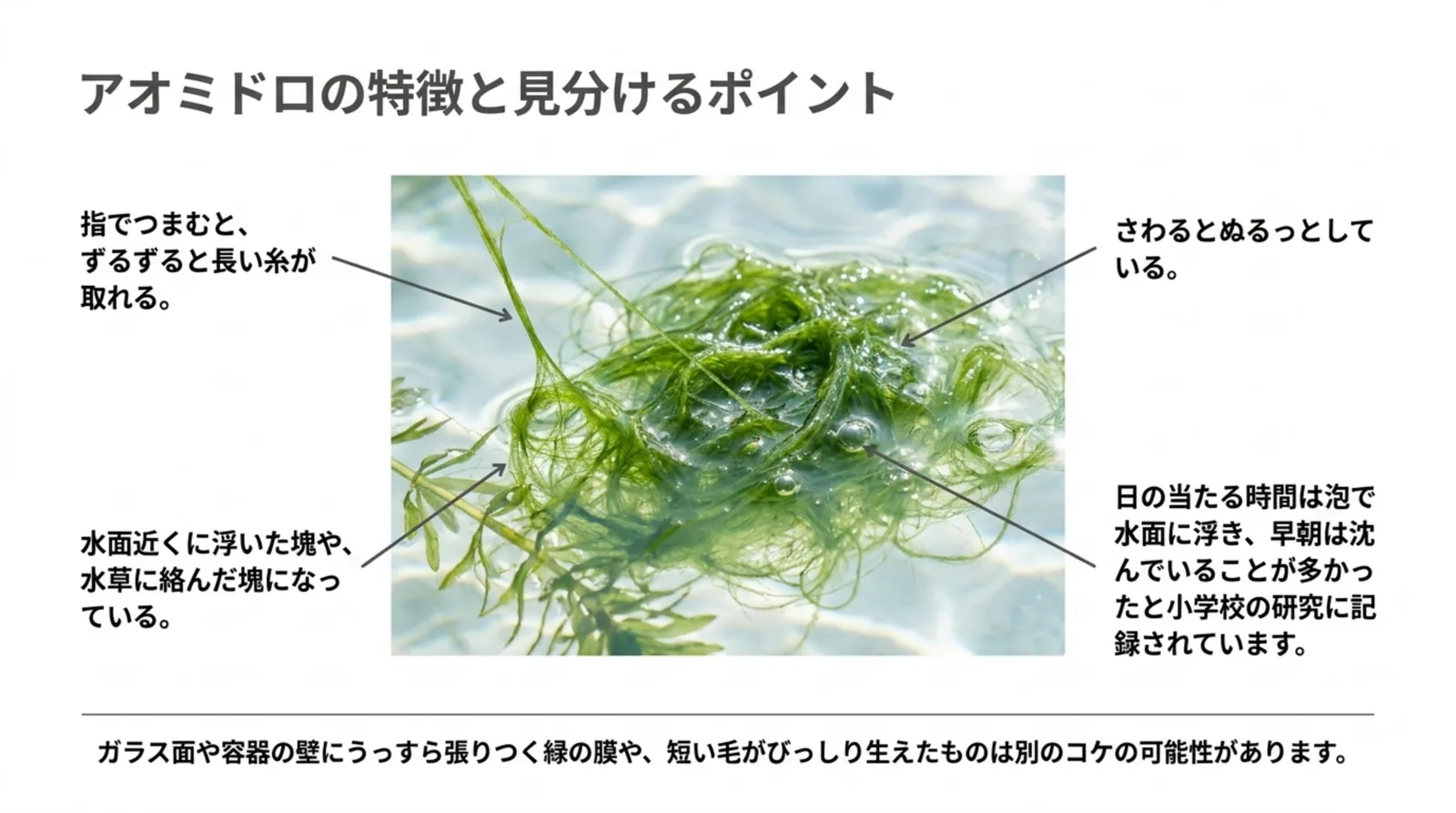 水面に浮いたアオミドロの写真に、長い糸が取れる・ぬるっとする・塊になる・日中は泡で浮くという見分け方を添えた図