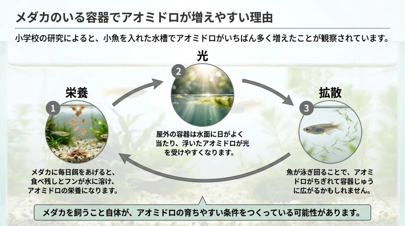 餌の食べ残しとフンの栄養・水面の日当たり・メダカの泳ぎでちぎれて広がる、の3つをつないだ図