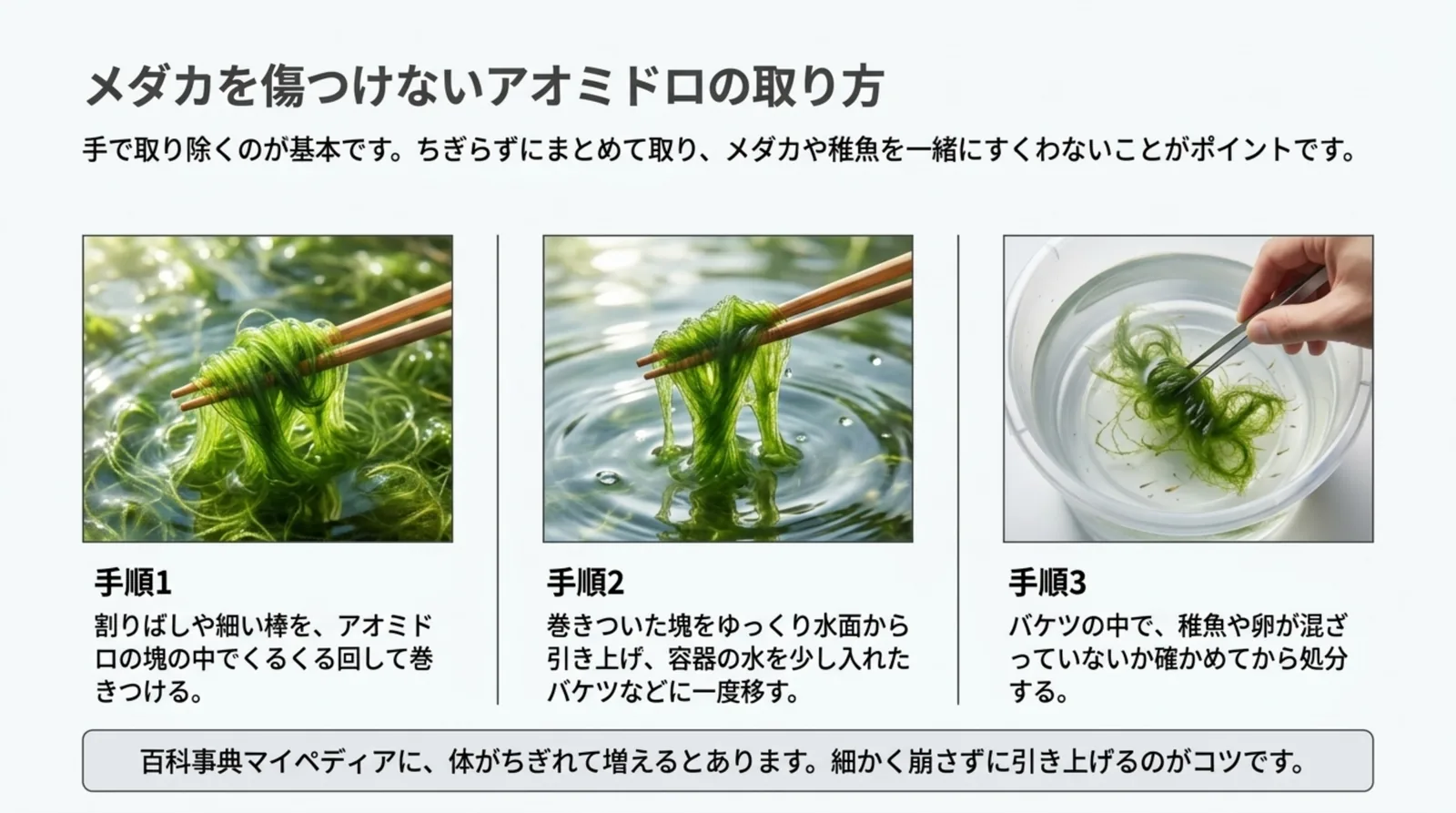 割りばしでアオミドロを巻き取り、引き上げてバケツに移し、稚魚や卵が混ざっていないか確かめる3つの手順の写真