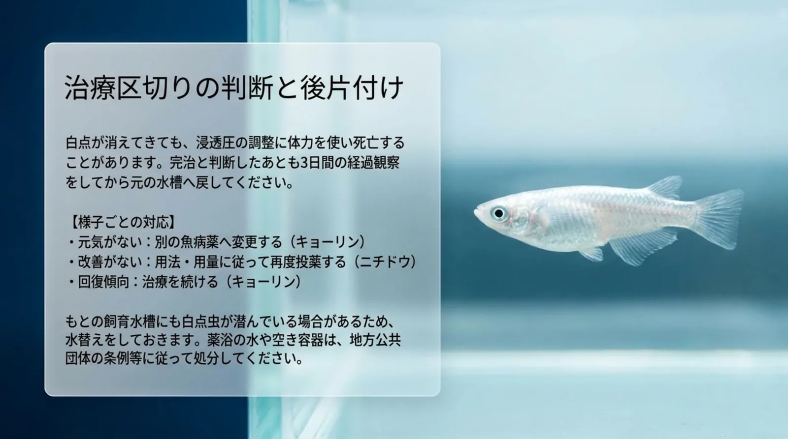元気がない・改善がない・回復傾向の様子ごとの対応と、3日間の経過観察や薬浴後の水と空き容器の処分をまとめたスライド