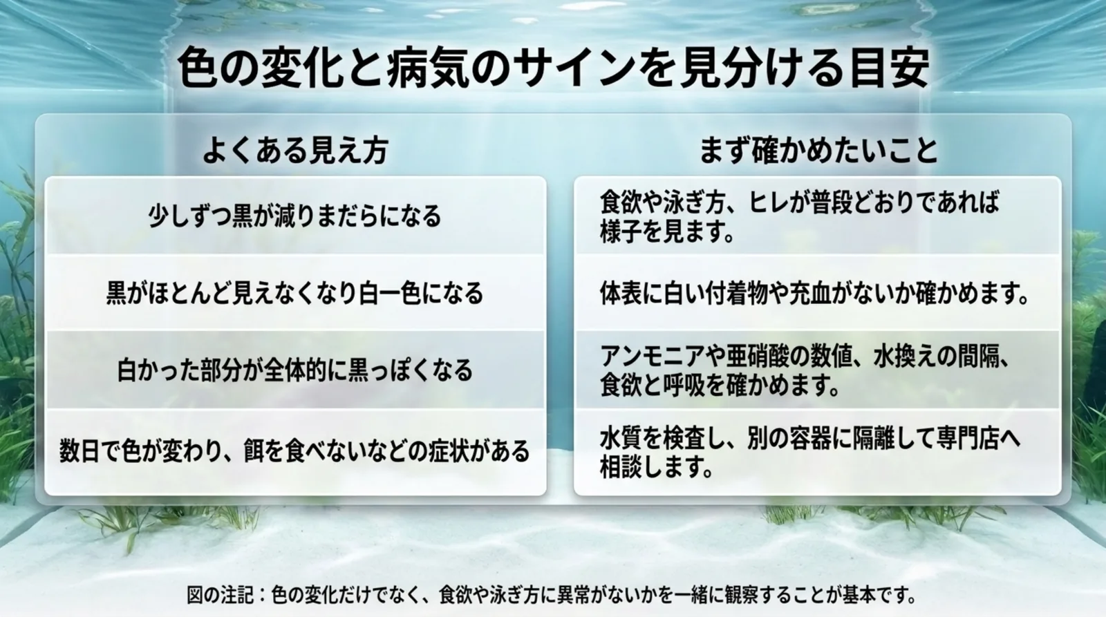 黒が減る・白一色になる・黒っぽくなる・急に色が変わり餌を食べないの4つの見え方と、まず確かめたいことを並べた表のスライド