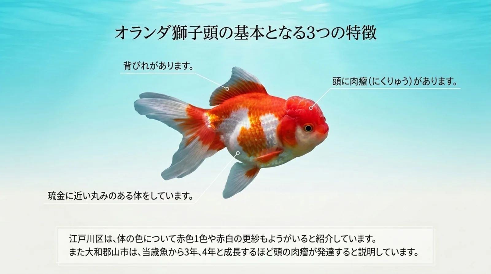 更紗のオランダ獅子頭の写真に背びれ・頭の肉瘤・琉金に近い丸みのある体を示した特徴のスライド