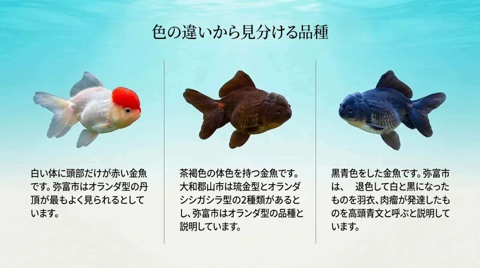 白い体に頭だけ赤い丹頂、茶褐色の茶金、黒青色の青文魚を並べて資料の説明を添えたスライド