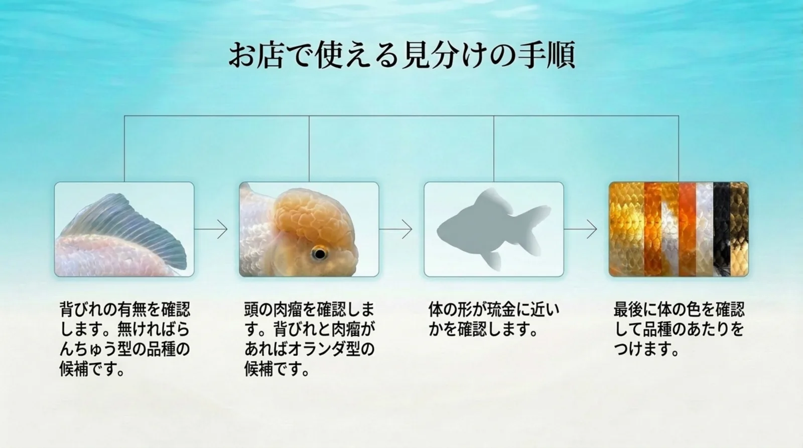 背びれ、頭の肉瘤、体の形、体の色の順に確認して品種の見当をつける手順を示したスライド