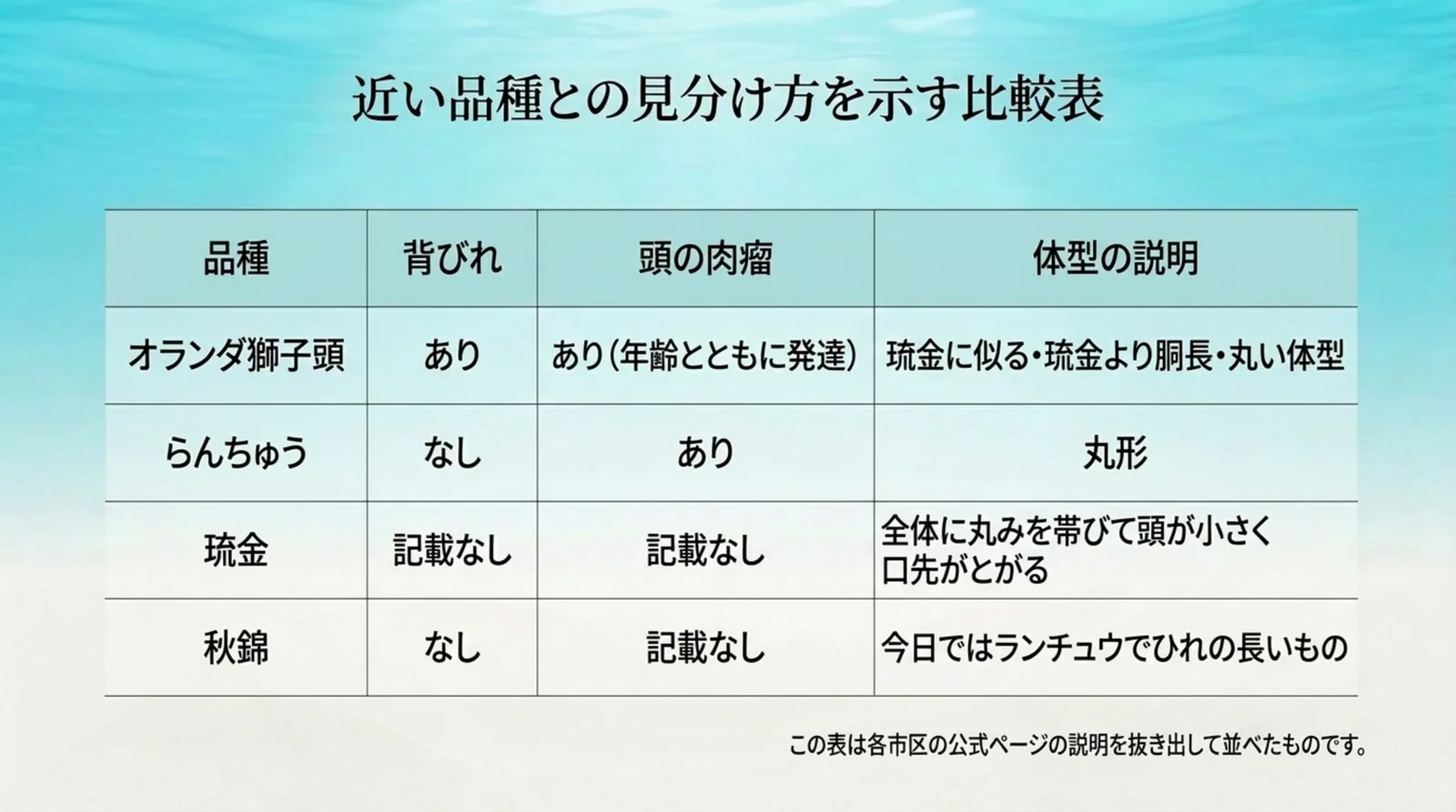 オランダ獅子頭・らんちゅう・琉金・秋錦の背びれ、頭の肉瘤、体型の説明を比べた表のスライド
