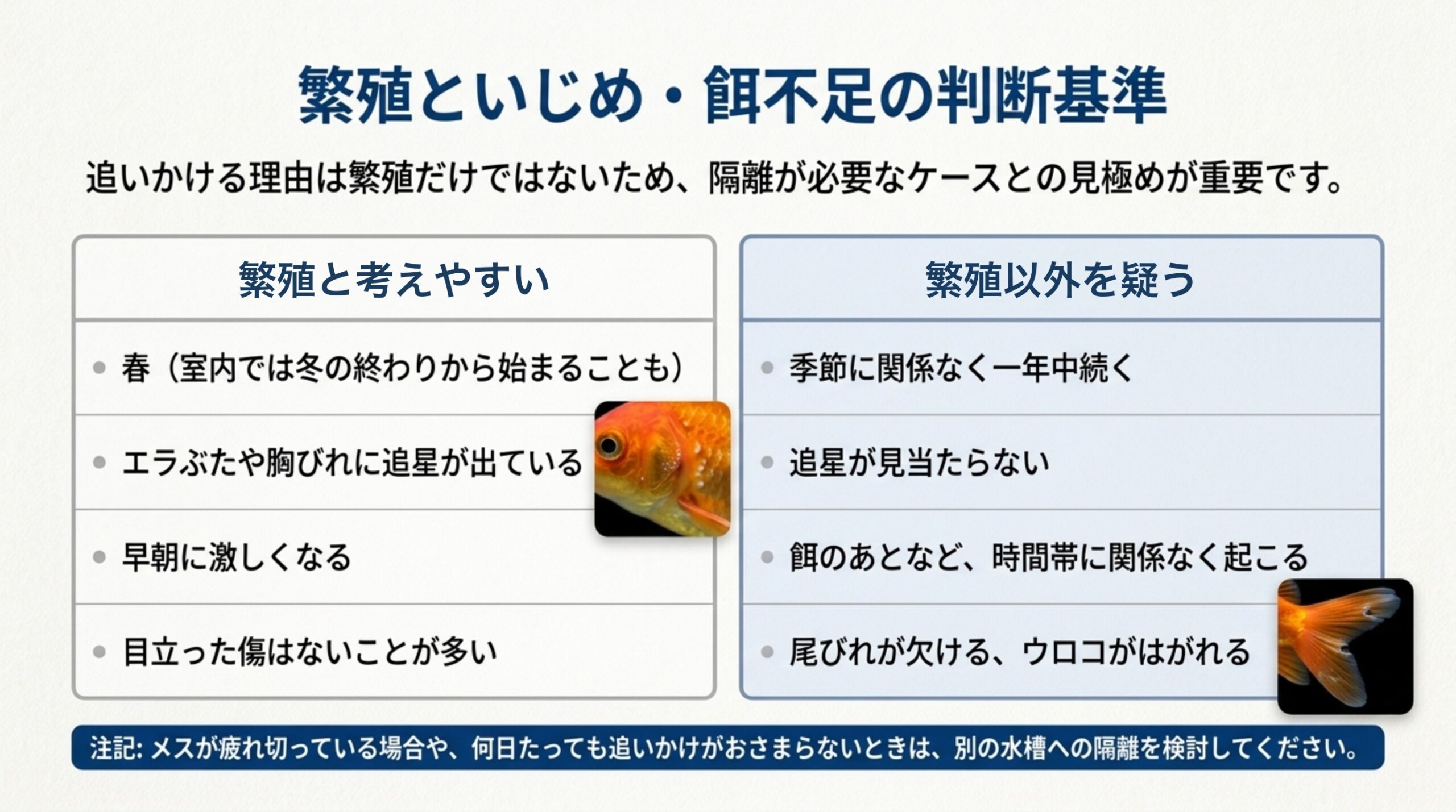 季節・追星・時間帯・傷の有無で、繁殖の追尾と繁殖以外の追いかけを見分ける表のスライド