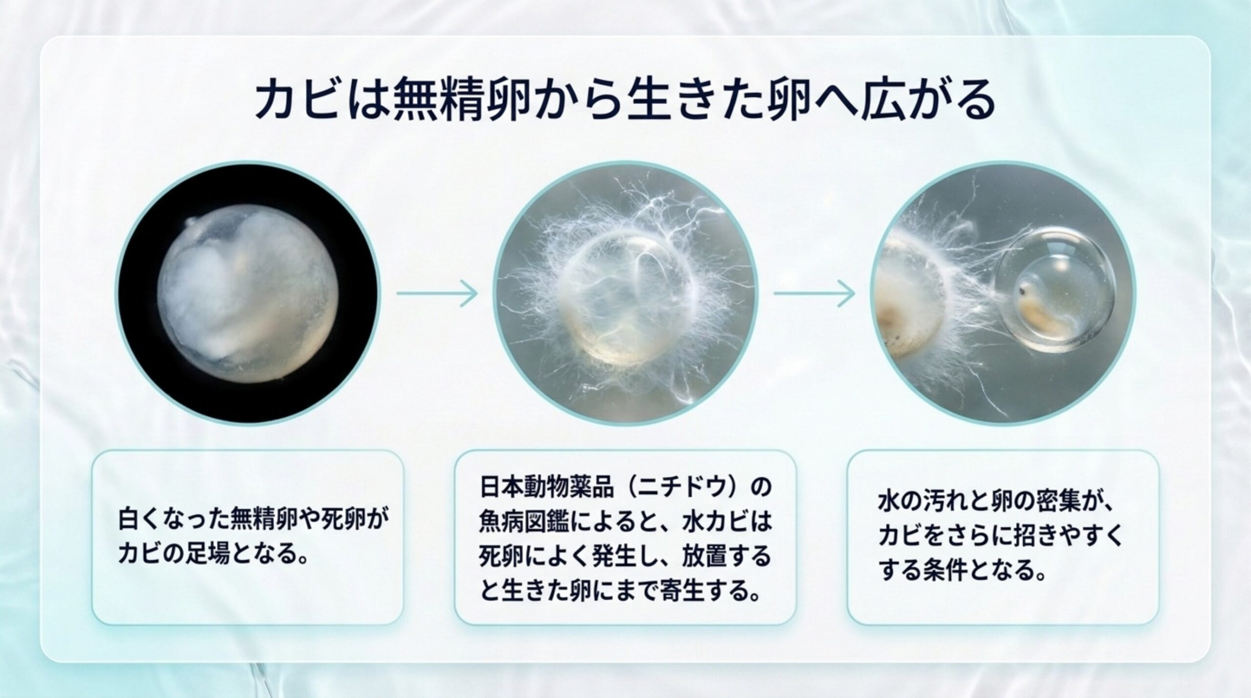 白く濁った無精卵に水カビの菌糸が付き、隣の生きた卵へ広がっていく流れを3枚の写真で示したスライド