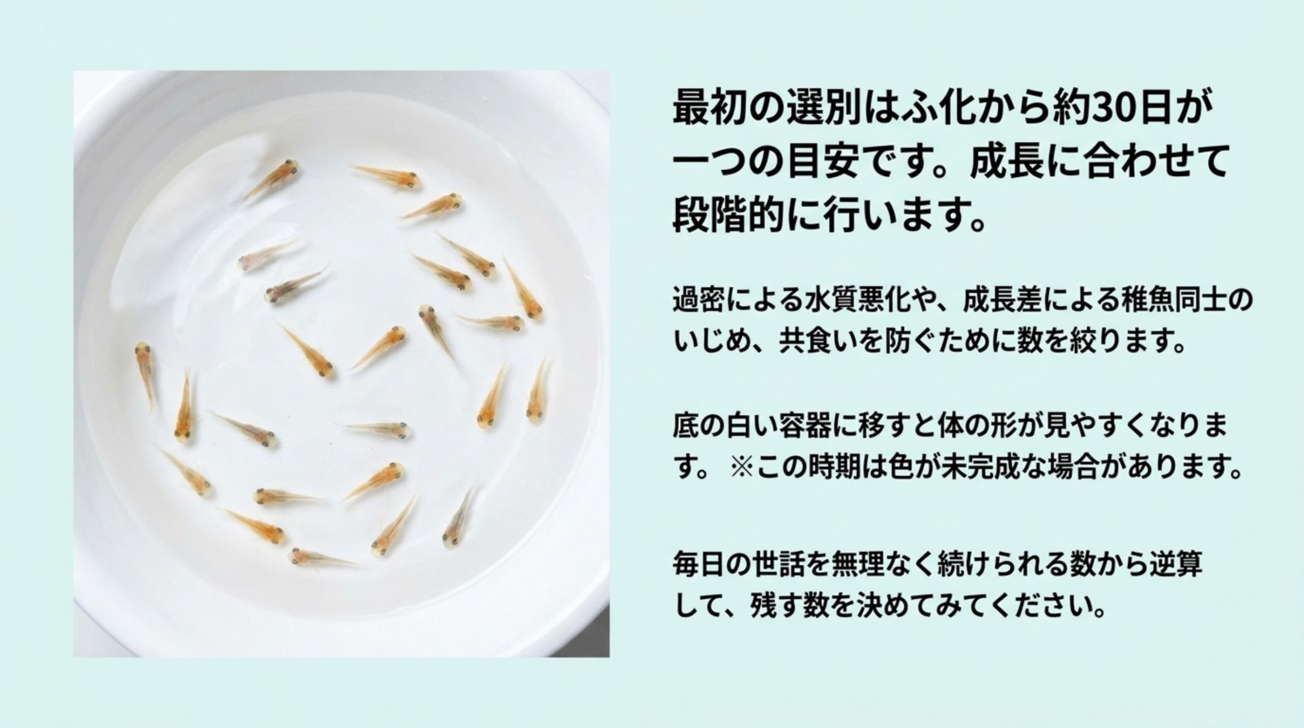 底の白い容器に移した金魚の稚魚の写真と、ふ化から約30日を目安に最初の選別をして数を絞る要点のスライド