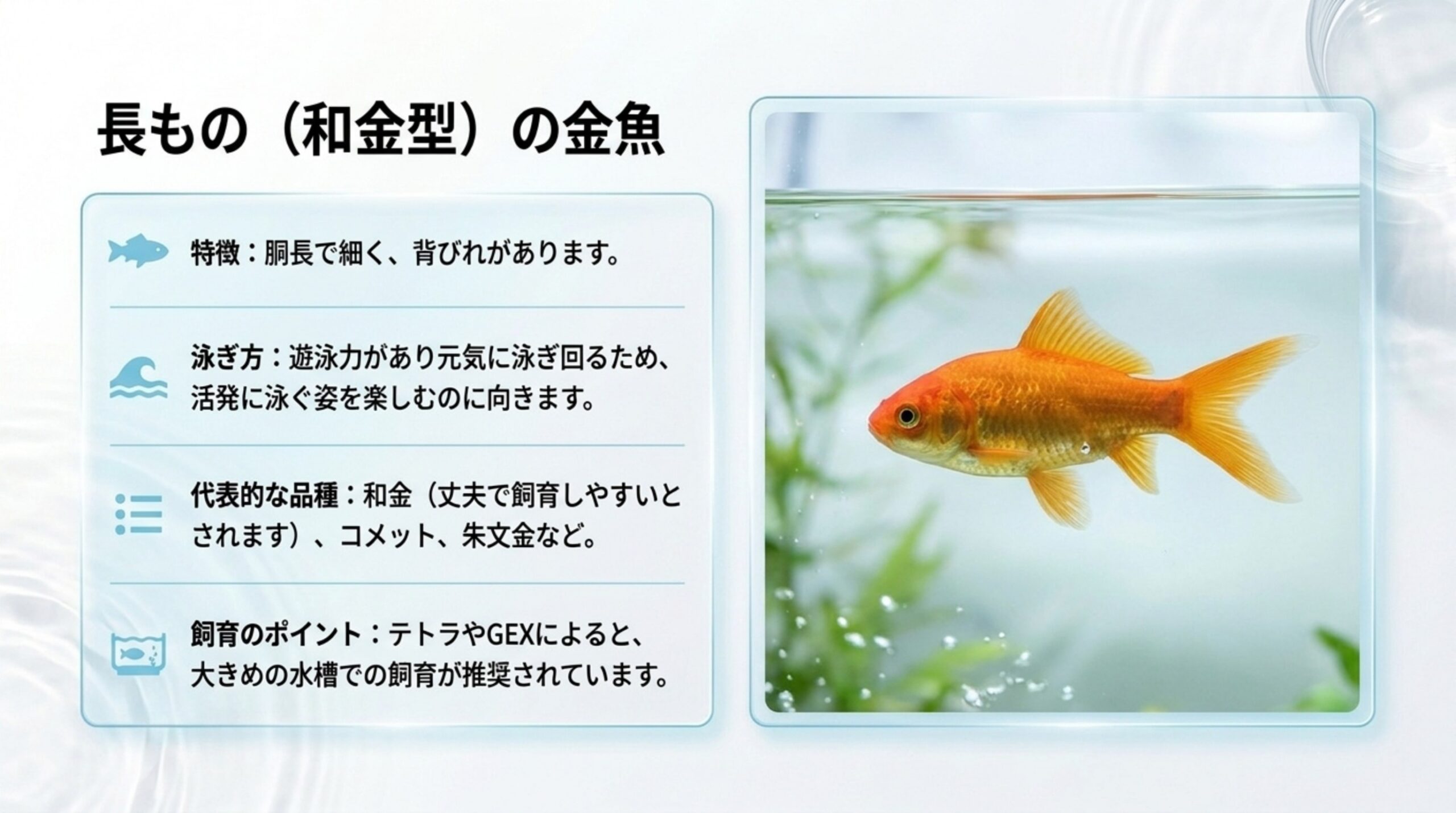 長もの（和金型）の金魚の体の形・泳ぎ方・代表的な品種・大きめの水槽が勧められている点をまとめたスライド