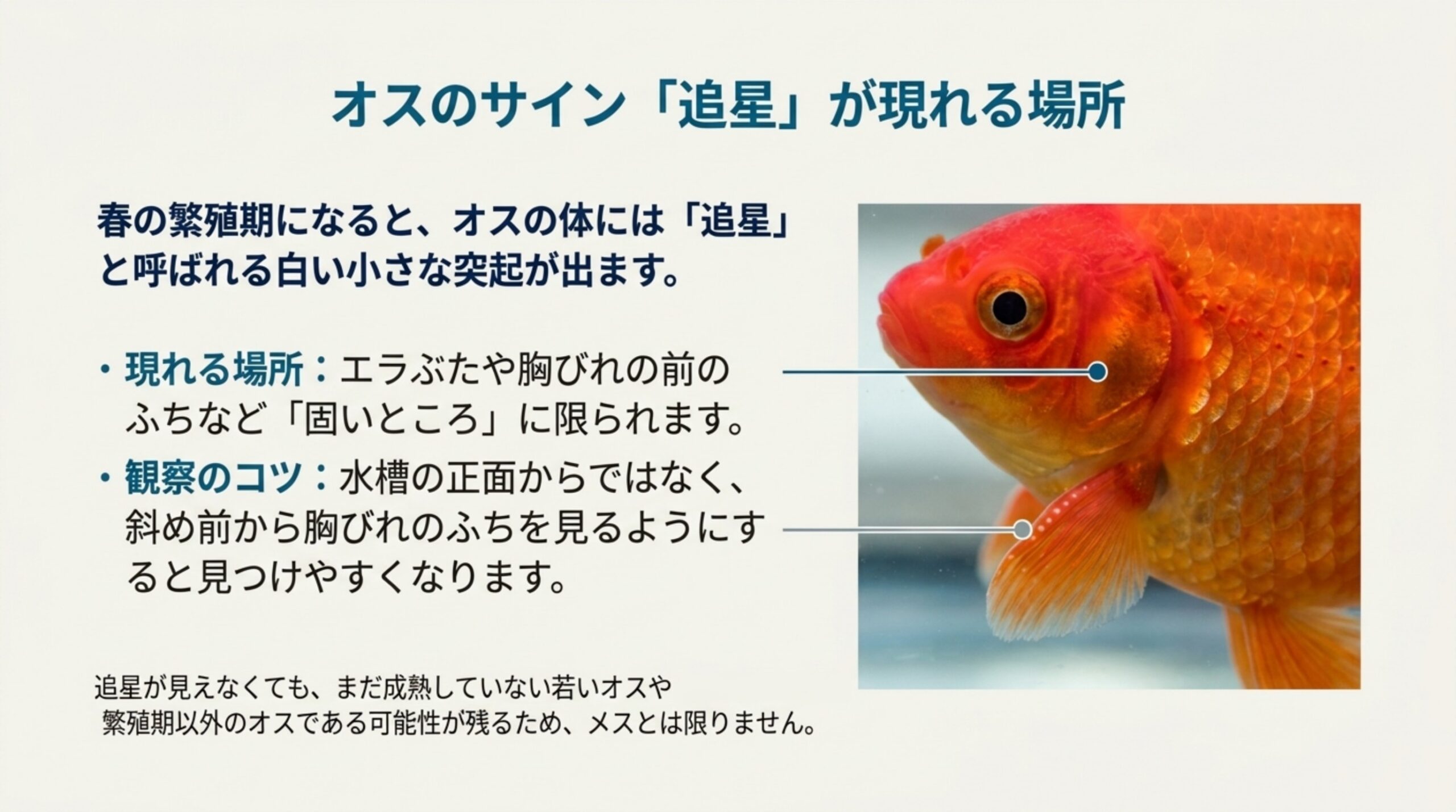 金魚のエラぶたと胸びれのふちを指し示し、追星が出る場所と斜め前から観察するコツを説明したスライド