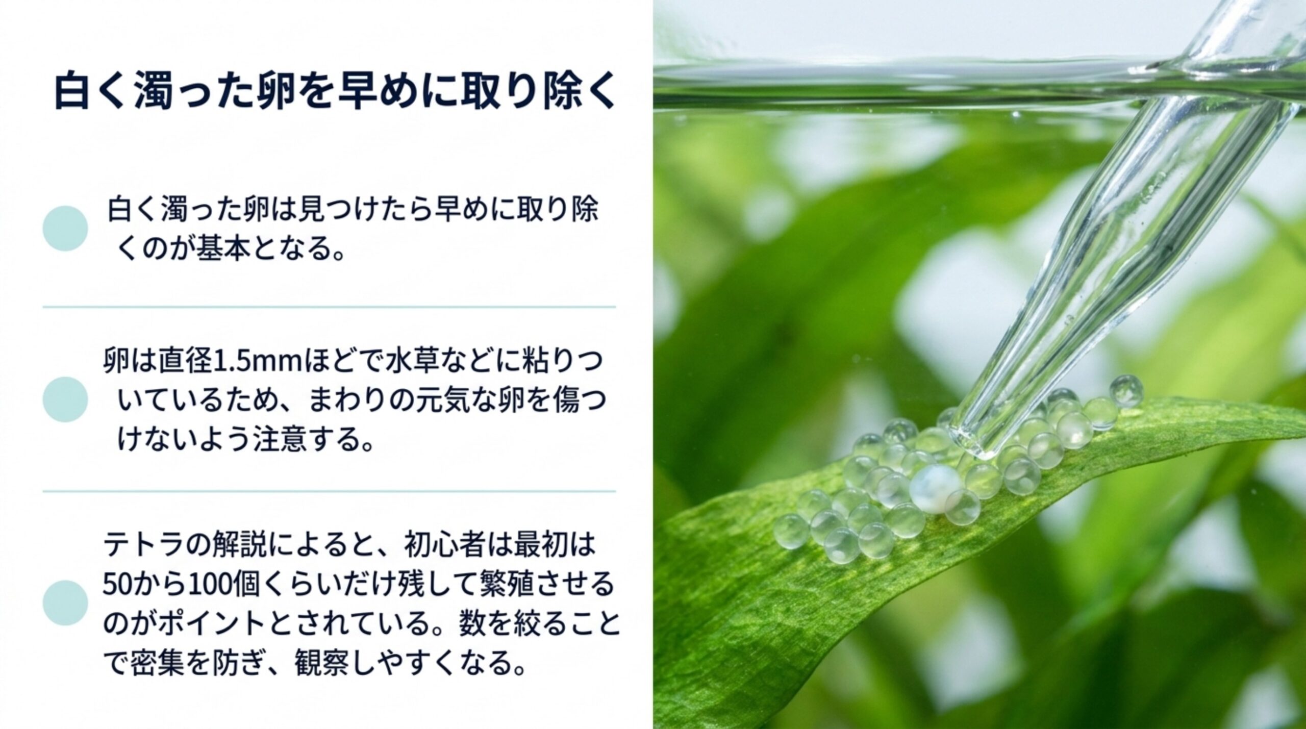水草に付いた金魚の卵の中から白く濁った卵をスポイトで取り除く写真と、取り除くときの注意点をまとめたスライド