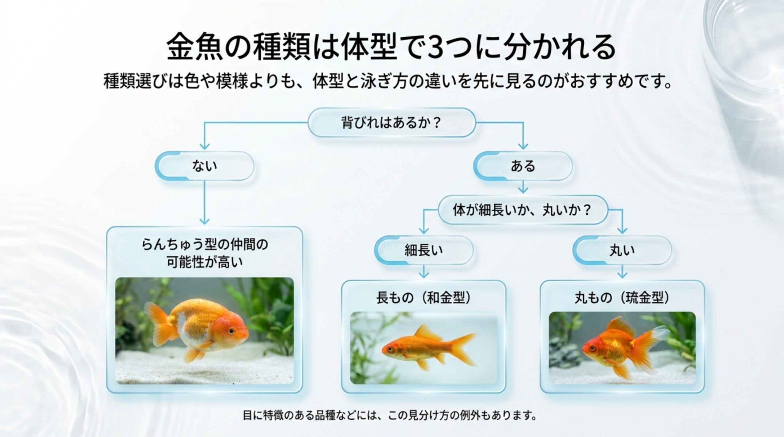 背びれの有無と体が細長いか丸いかで、らんちゅう型・長もの・丸ものに分ける流れを示したスライド