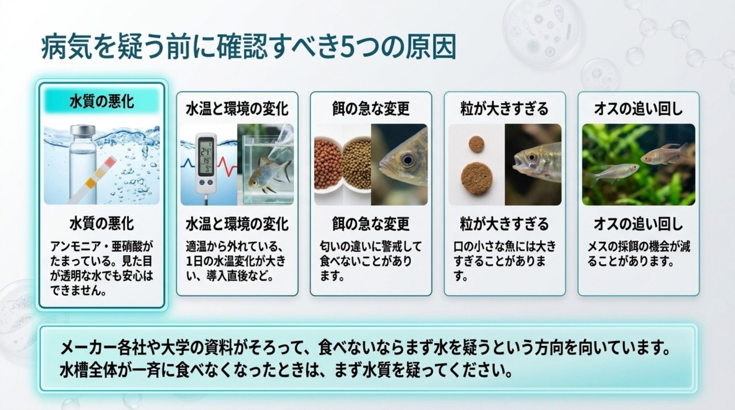 水質の悪化・水温と環境の変化・餌の急な変更・粒が大きすぎる・オスの追い回しの5つの原因を並べたスライド