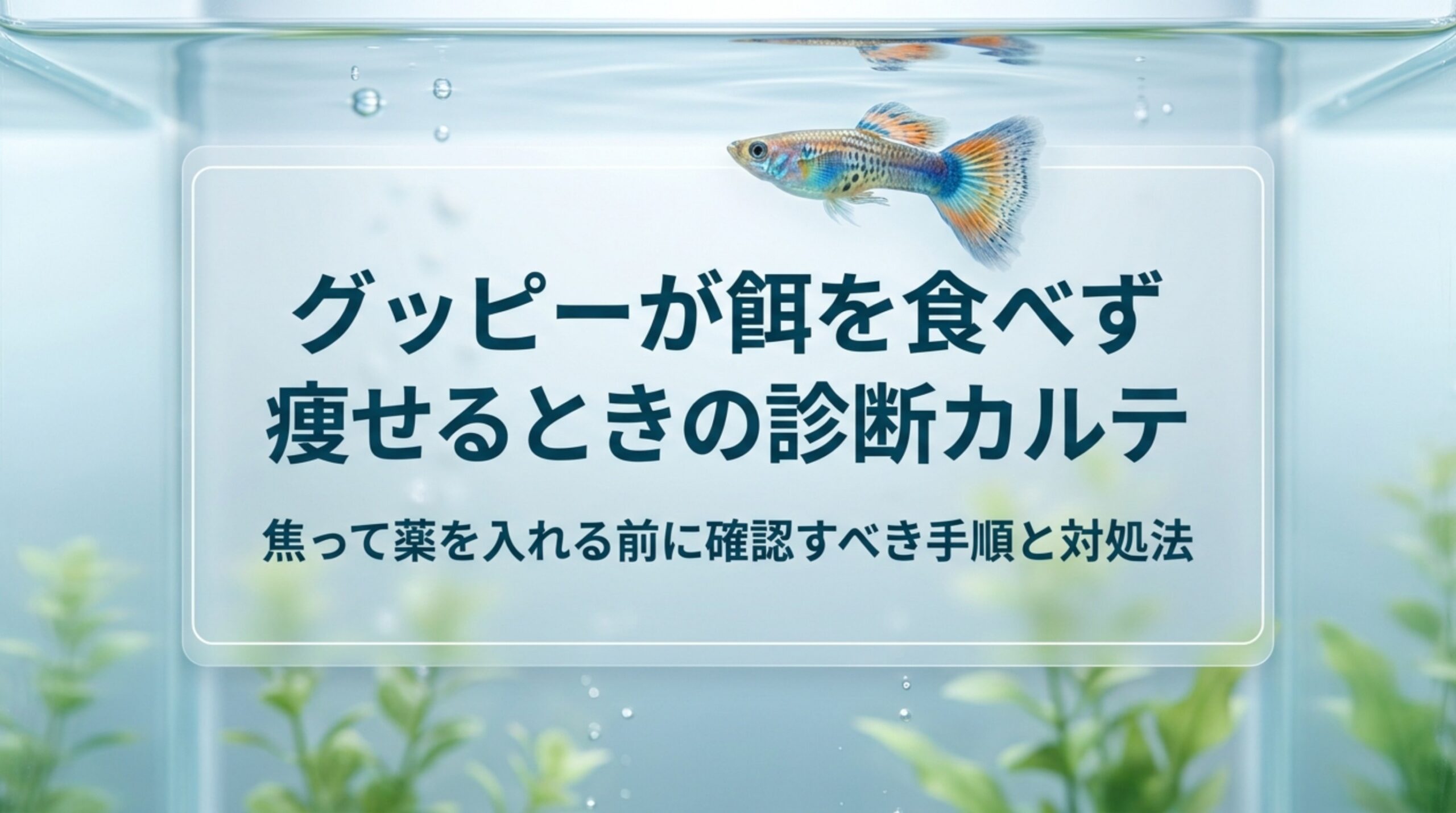 グッピーが餌を食べない・痩せる原因は?白いフンの見方と水換え・隔離の手順