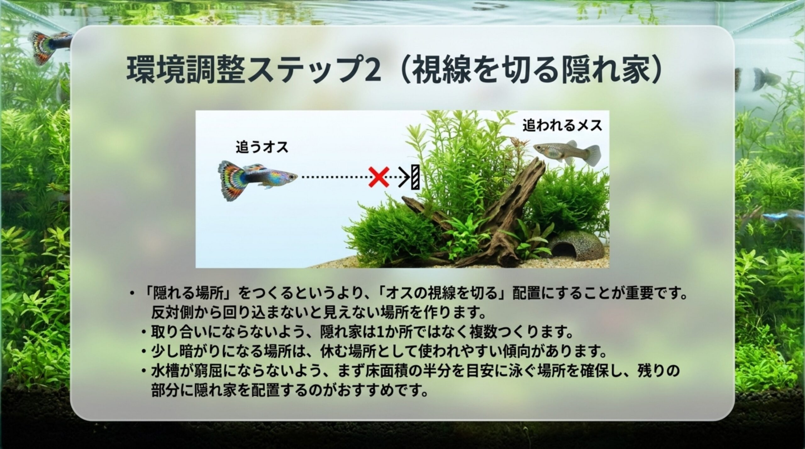 水草や流木でオスの視線を切り、追われるメスが休める隠れ家を複数つくる配置を説明したスライド