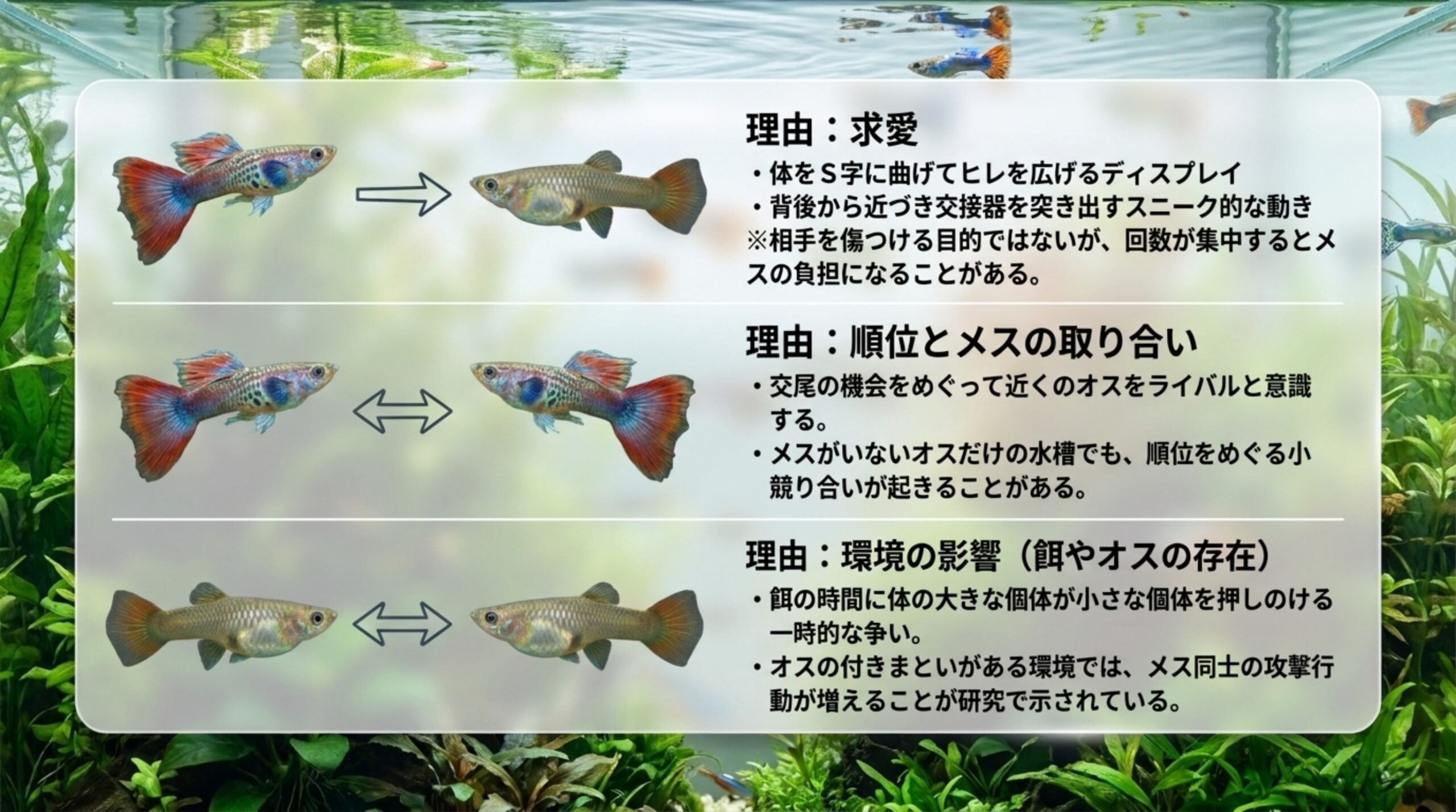 グッピーの追いかけ行動を求愛・順位とメスの取り合い・餌やオスの存在による環境の影響の3つに分けて説明したスライド