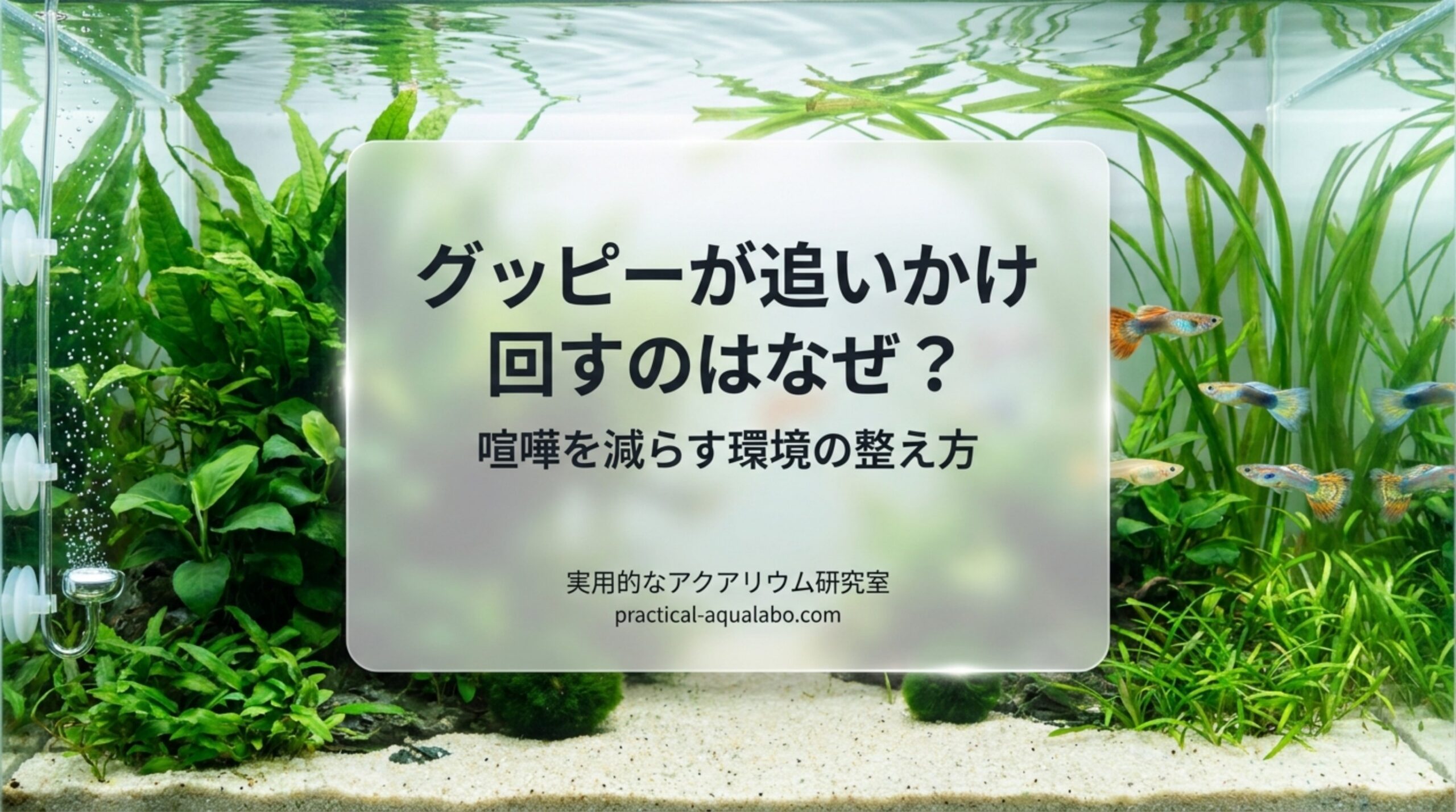 グッピーの喧嘩・追いかける理由|求愛と攻撃の見分け方と減らす環境