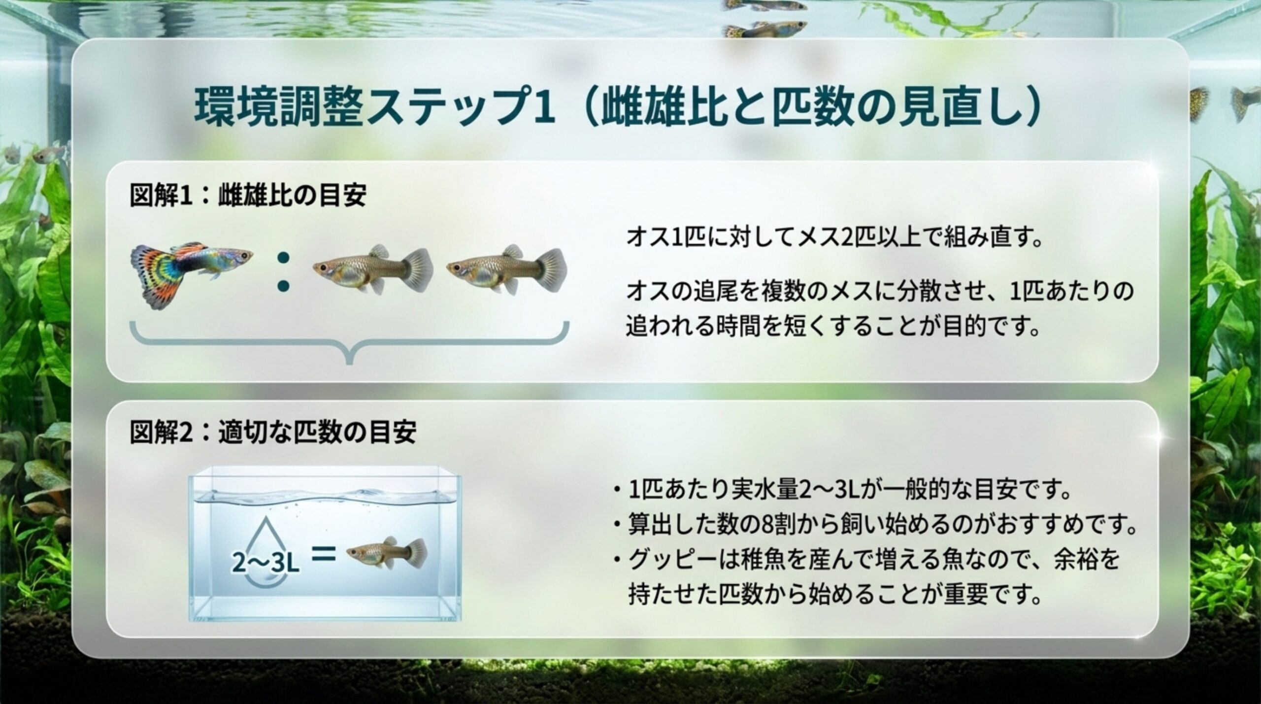 オス1匹に対してメス2匹以上の雌雄比と、1匹あたり実水量2〜3Lの匹数の目安を図で示したスライド