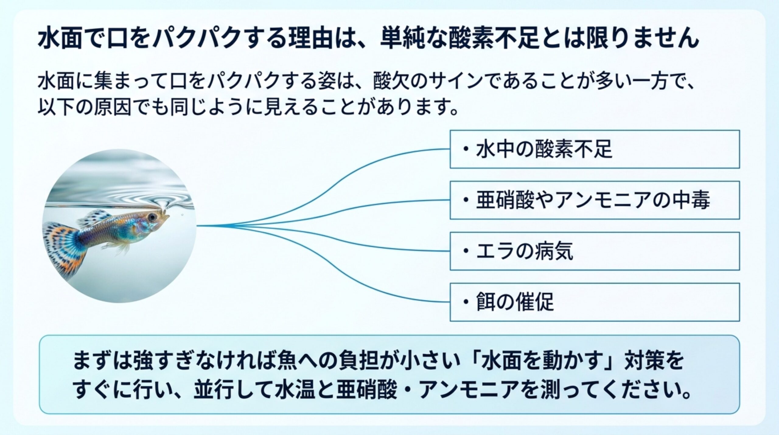 水面で口をパクパクする理由として酸素不足・亜硝酸やアンモニアの中毒・エラの病気・餌の催促の4つを並べたスライド