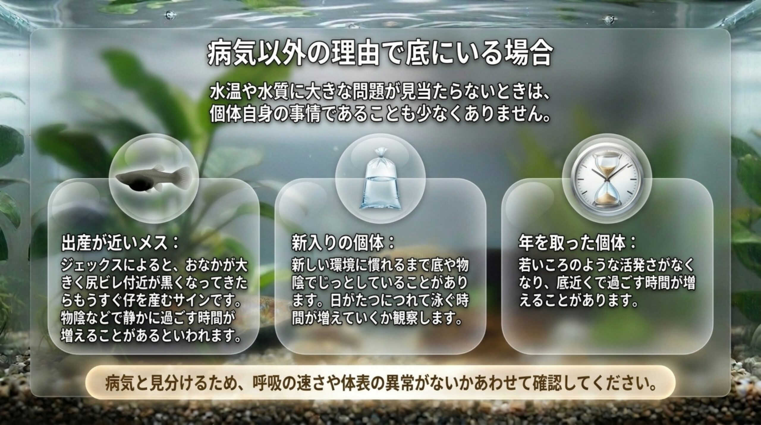 出産が近いメス・新しく迎えた個体・年を取った個体が底で過ごす理由を3つに分けて説明したスライド