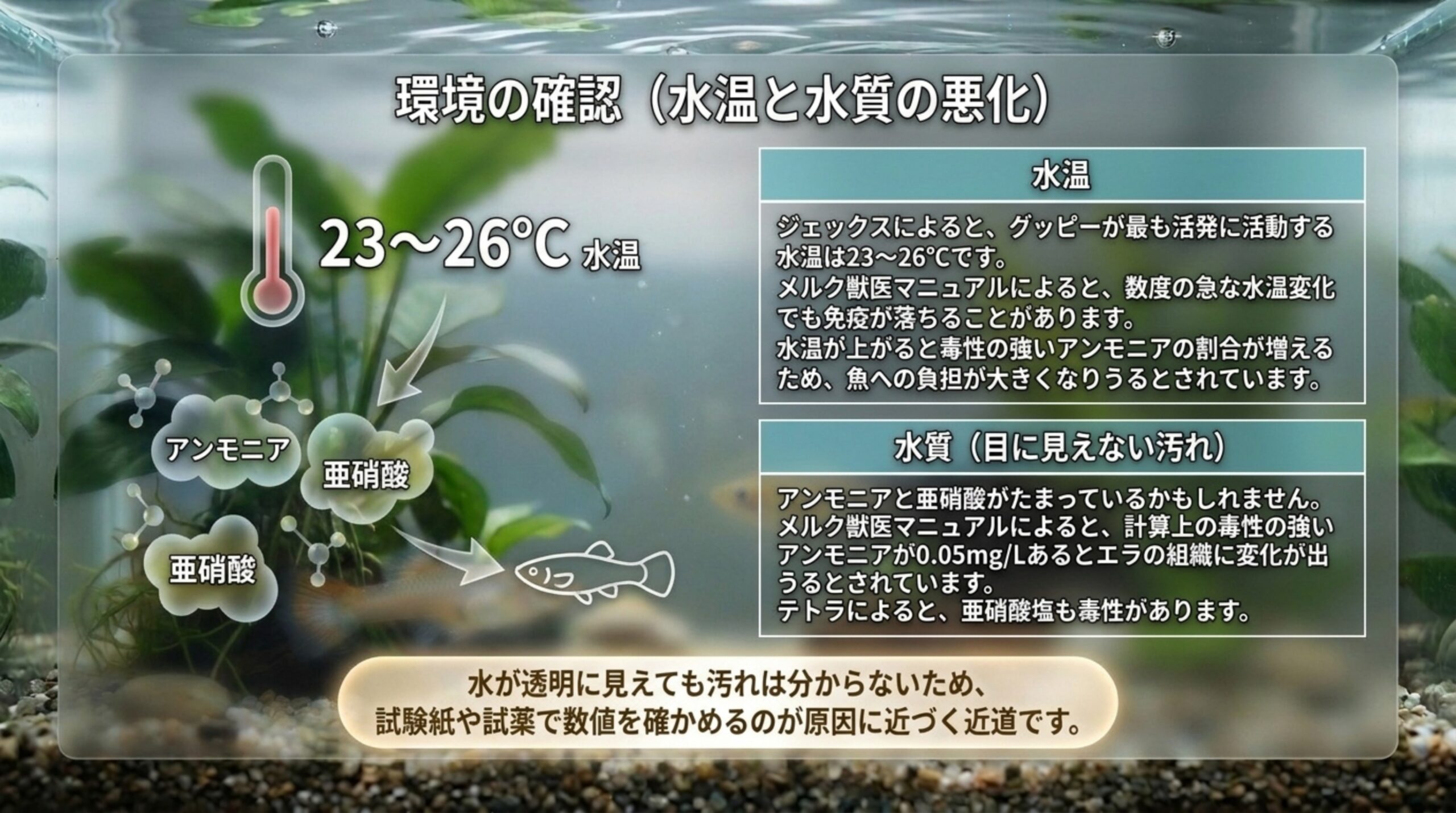 グッピーの適温23〜26℃と、アンモニア・亜硝酸がたまる水質の悪化を、試験紙で数値を確かめる大切さとあわせて説明したスライド