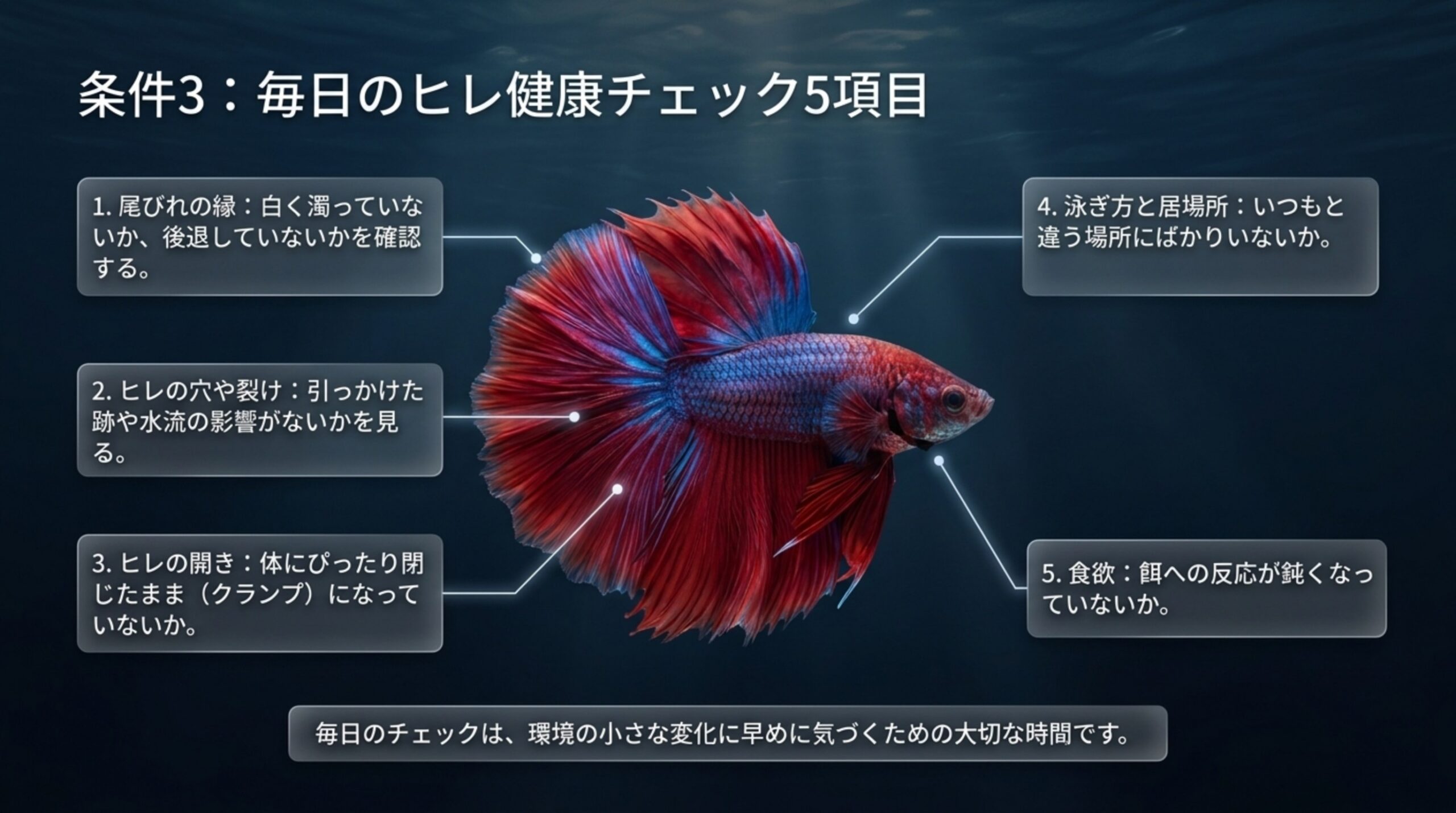尾びれの縁、ヒレの穴や裂け、ヒレの開き、泳ぎ方と居場所、食欲の5項目をベタの写真に沿って示したスライド